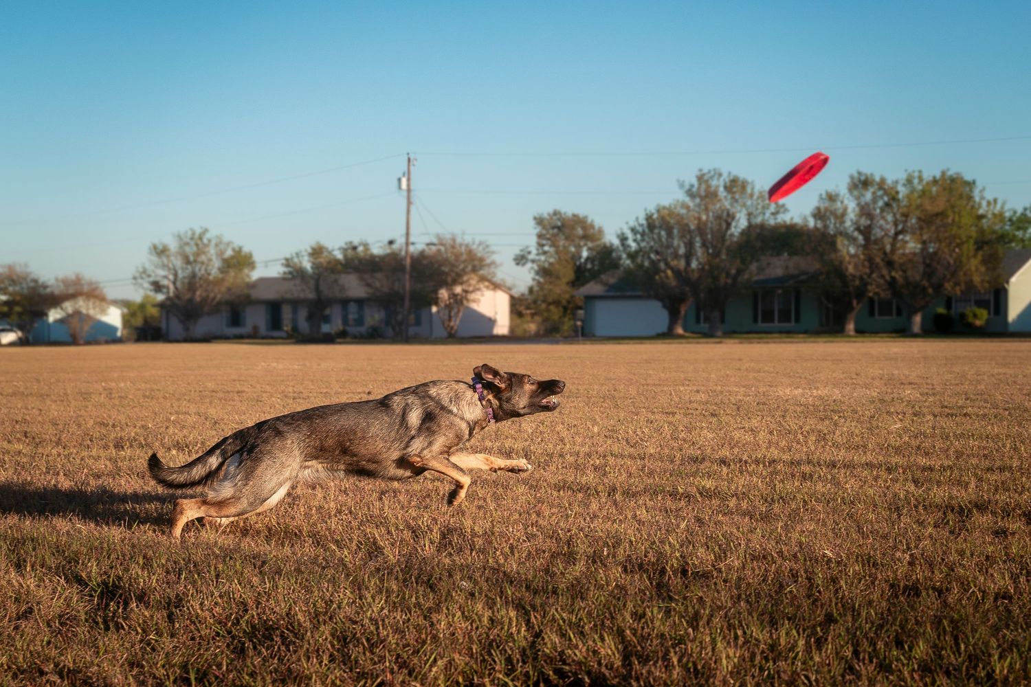 Dog running to catch red frisbee