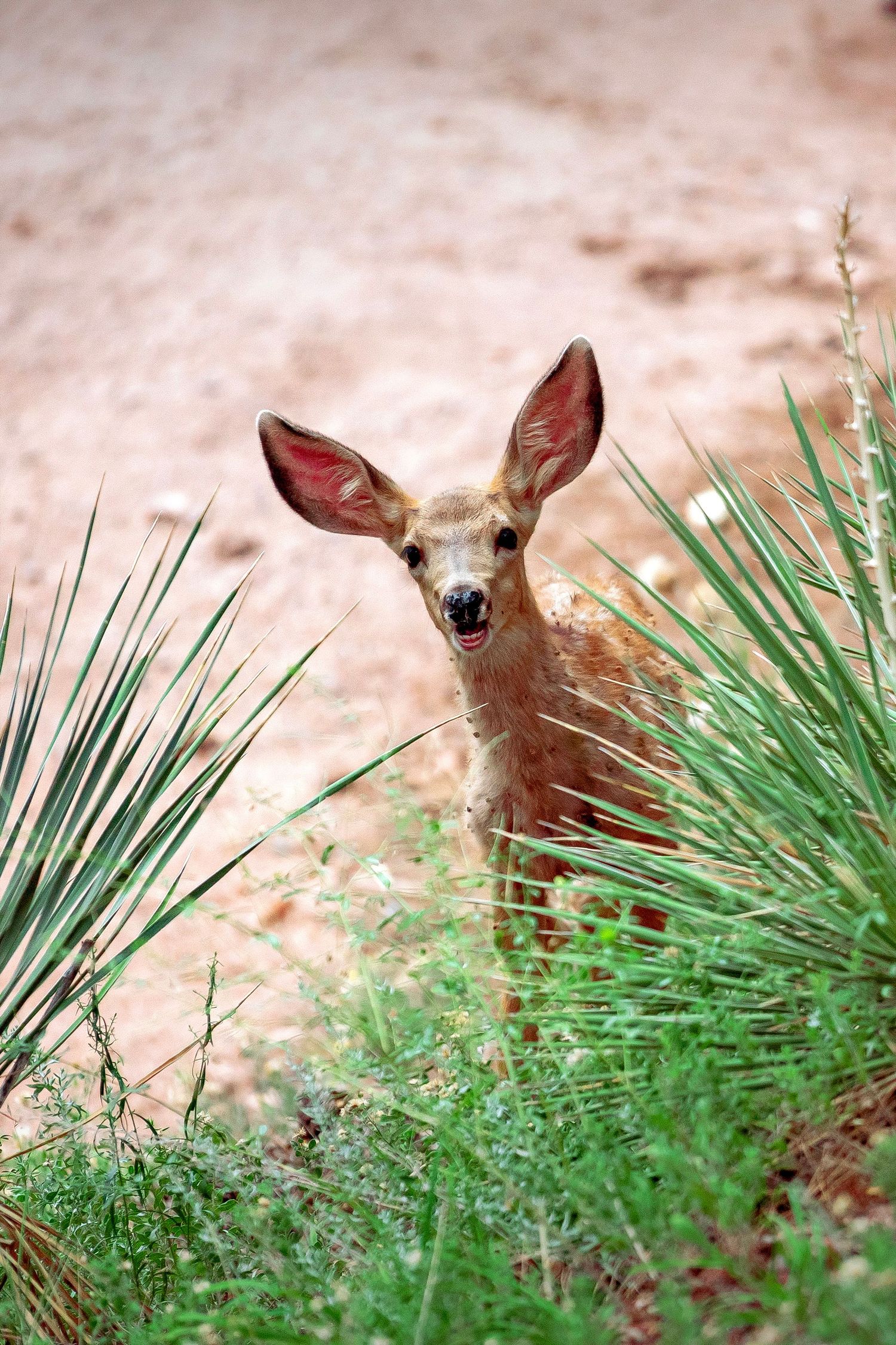 Doe peaking through plants