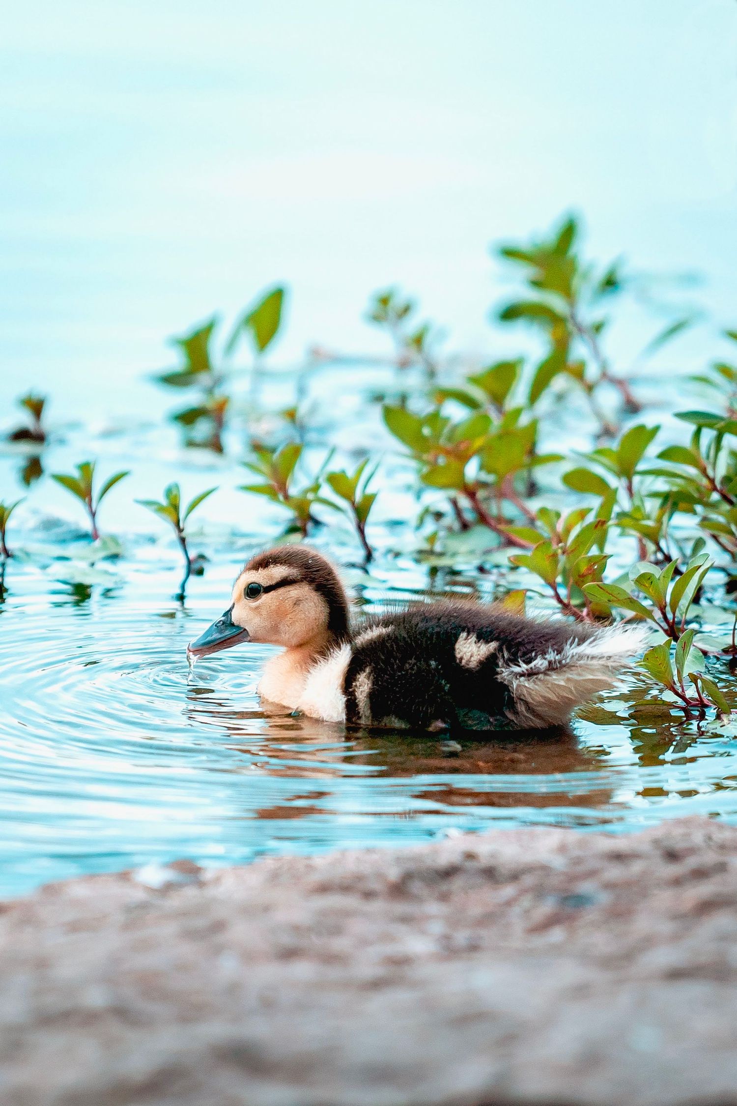 Baby duck in water