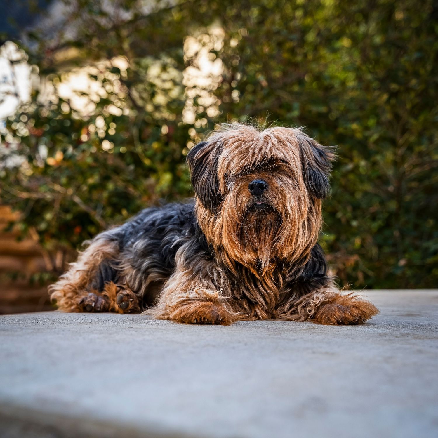 Dog laying down
