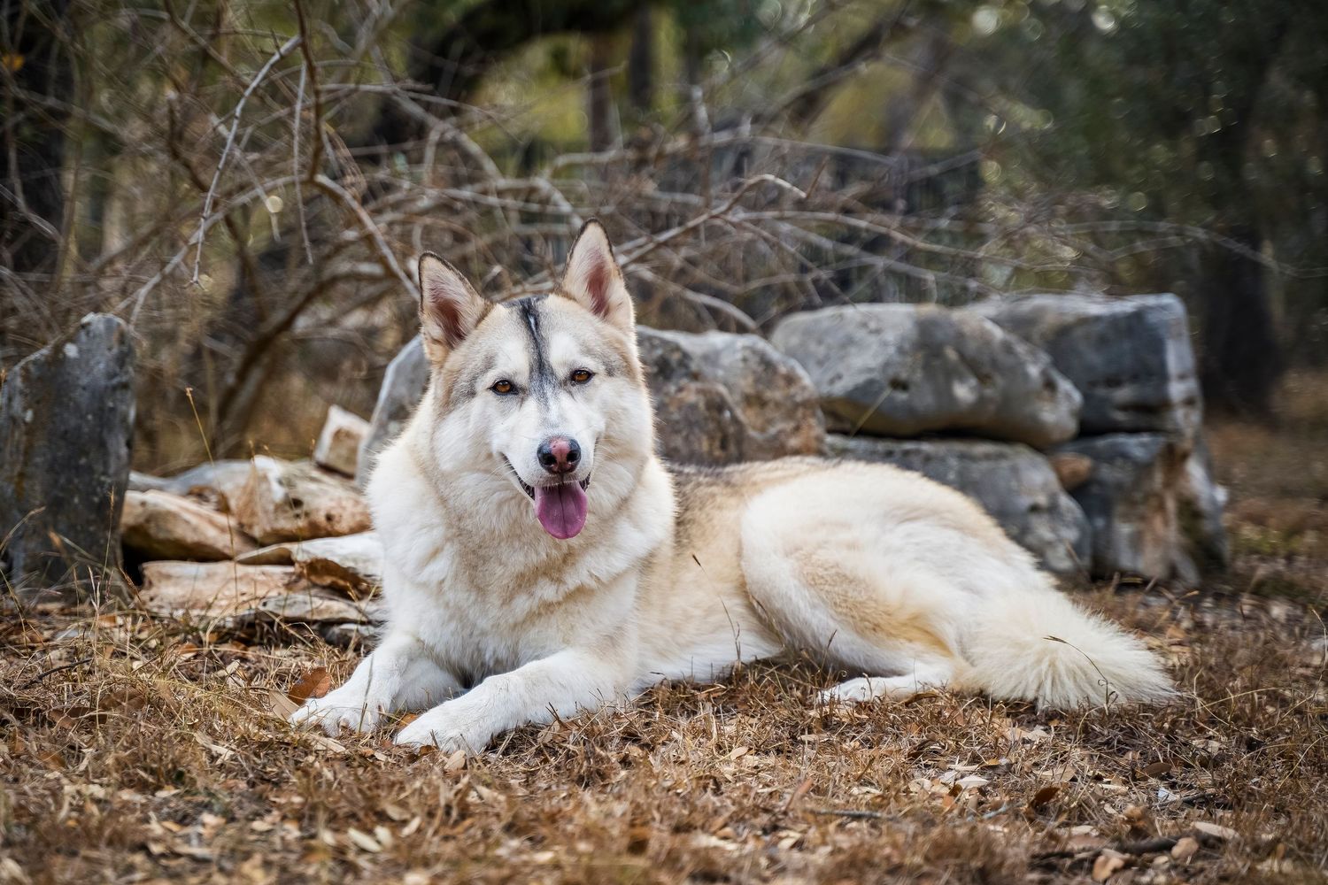 Dog laying in nature and looking at camera with head tilted