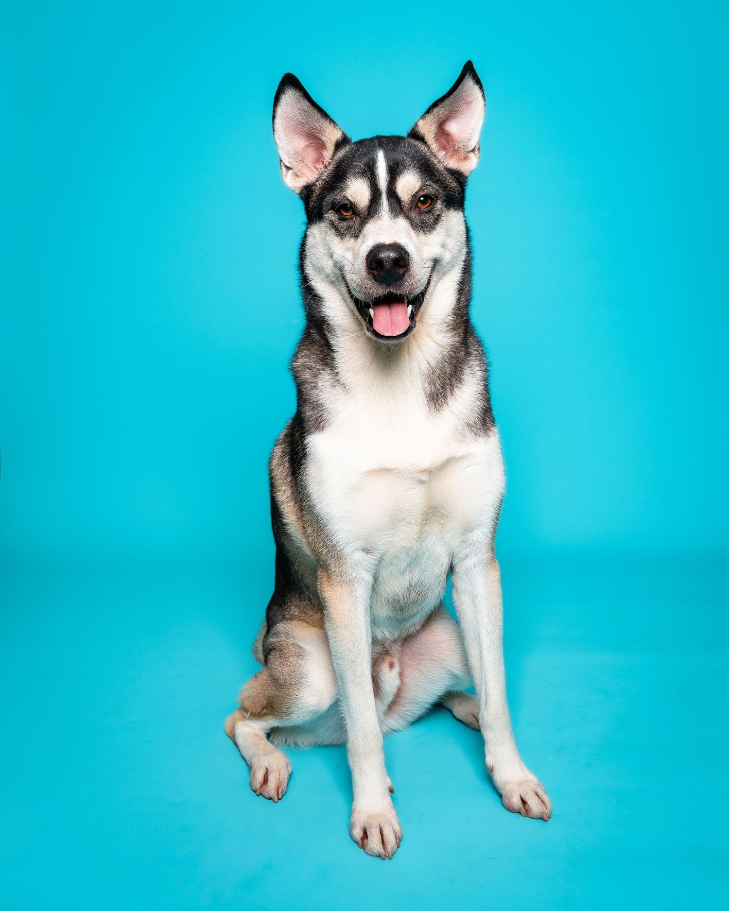 Studio photo of dog Sitting down with blue background