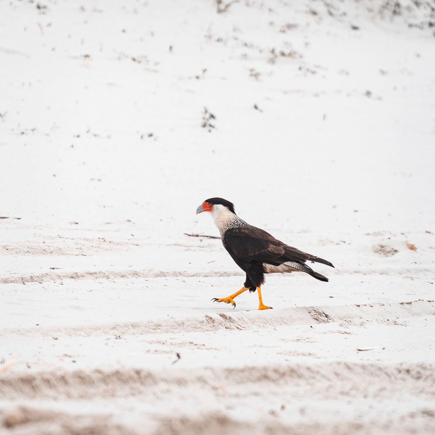 Bird walking on sand