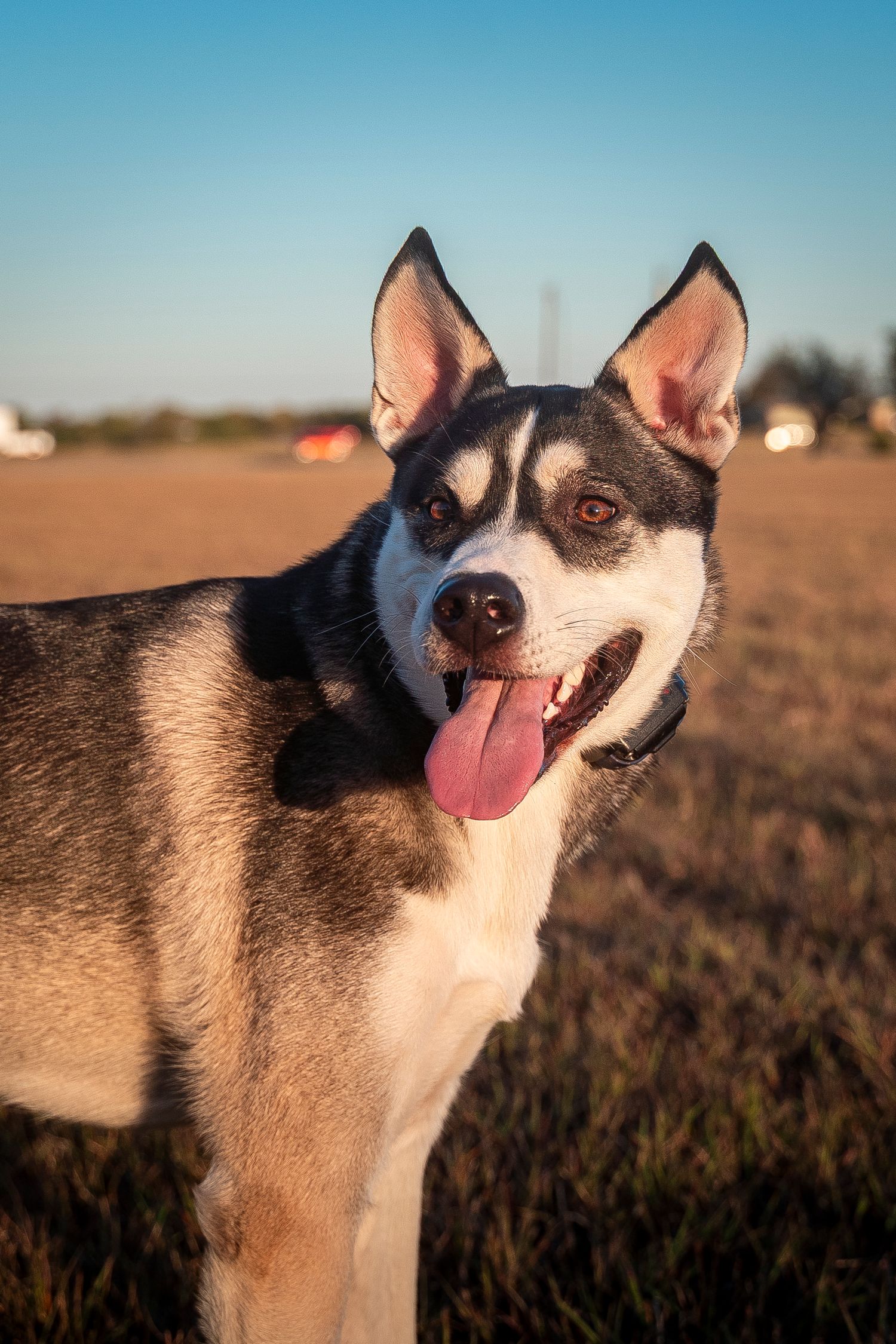 Dog in golden hour