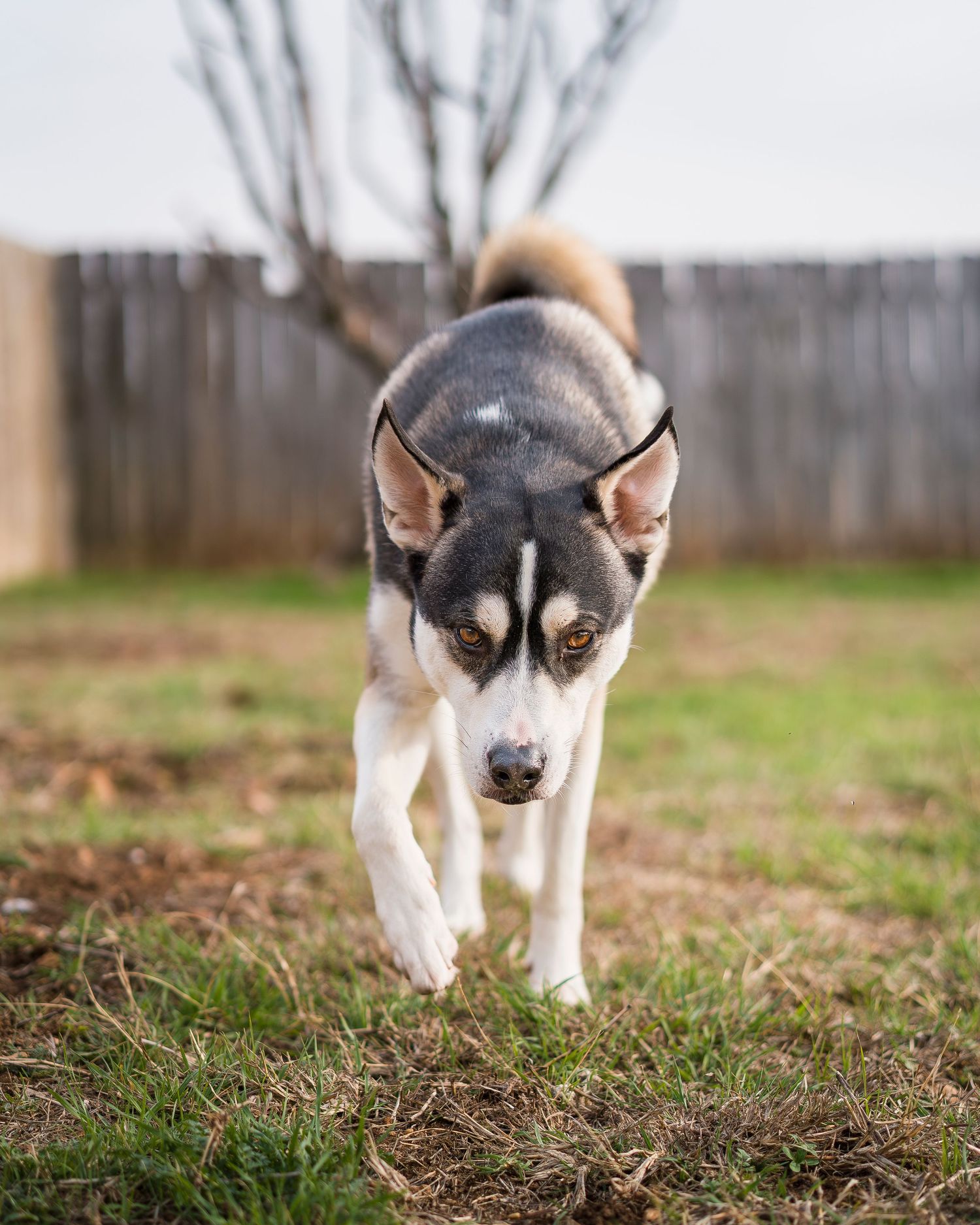 Dog walking and looking at camera