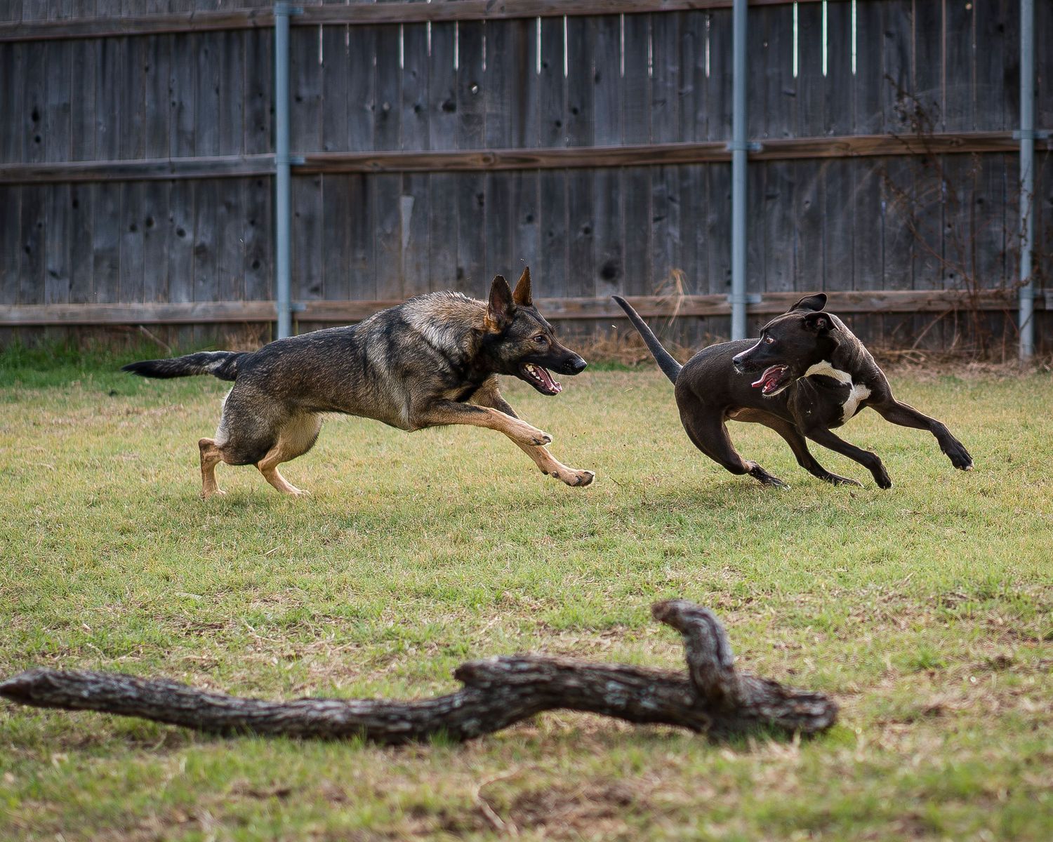 Dogs running and playing in backyard