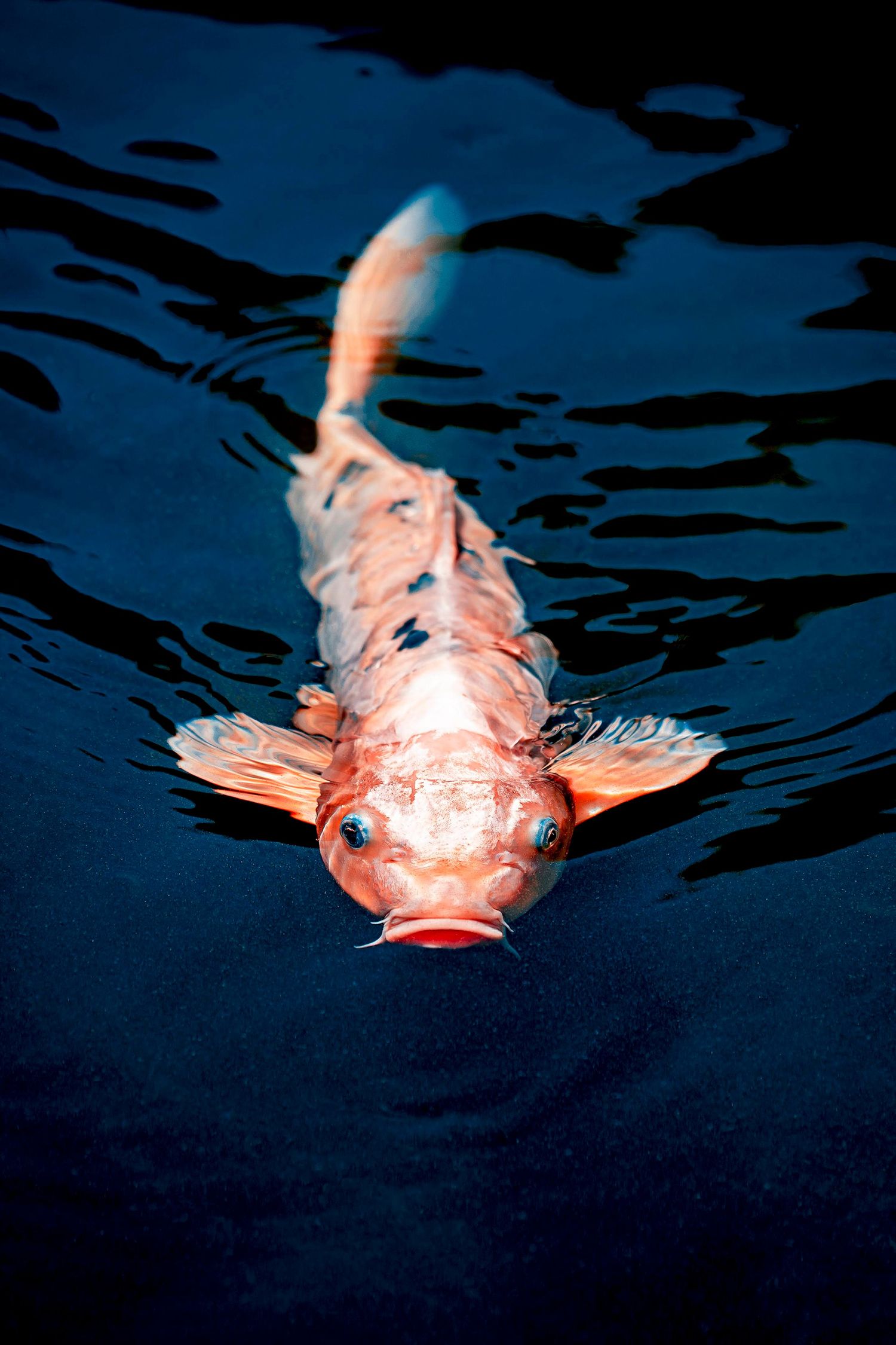 Koi swimming