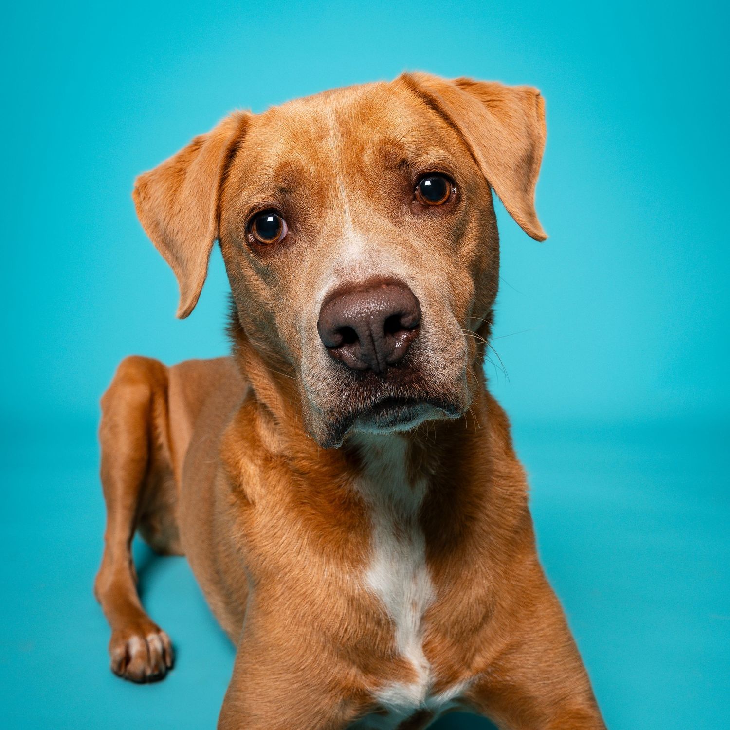 Closeup studio photo of dog laying down with blue background