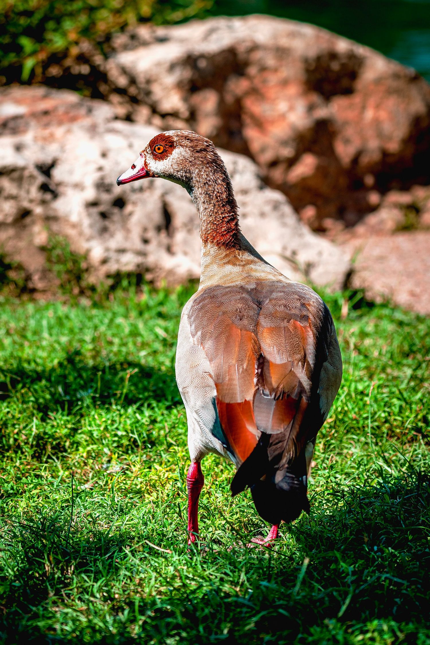 Bird in nature