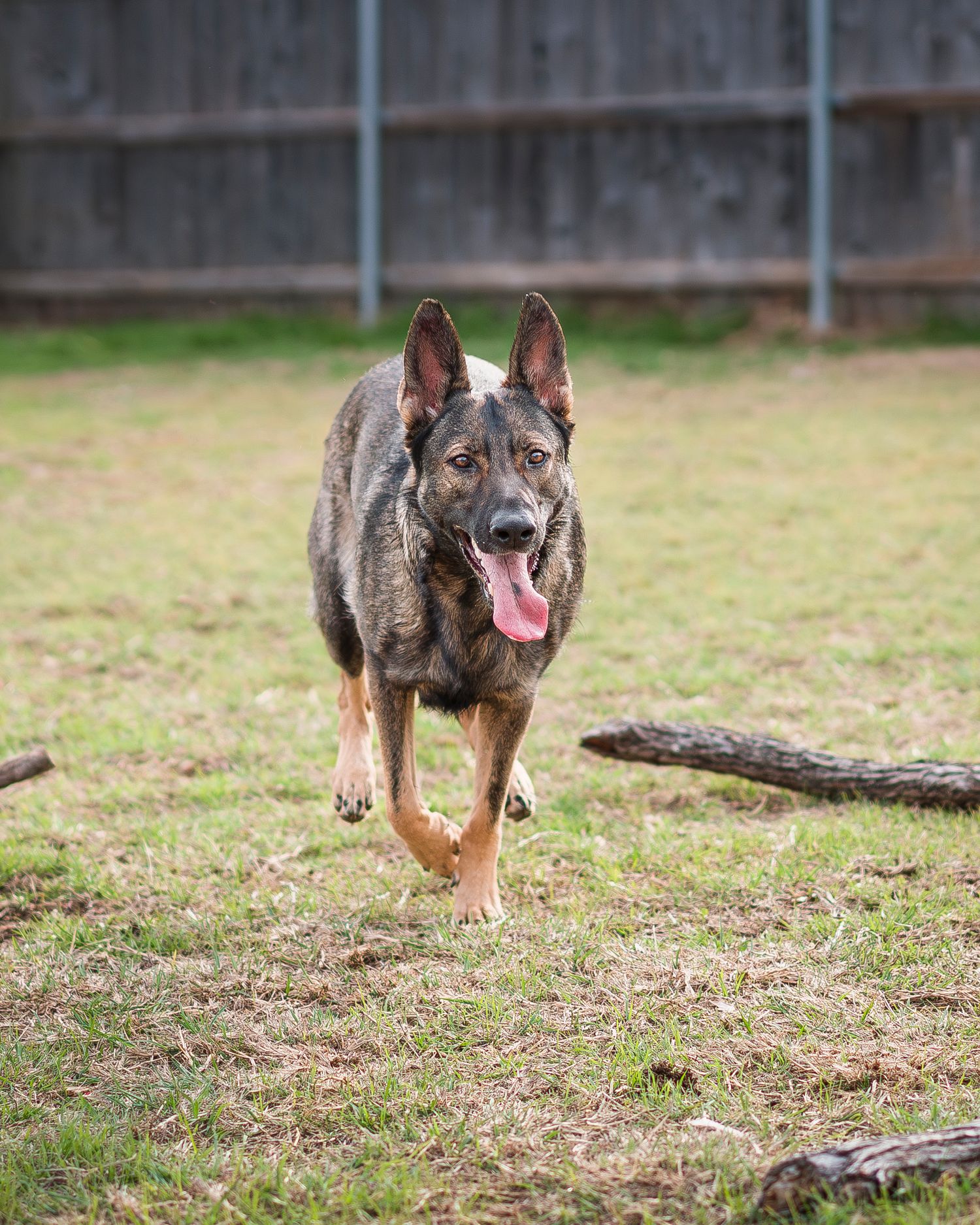 Dog running in backyard
