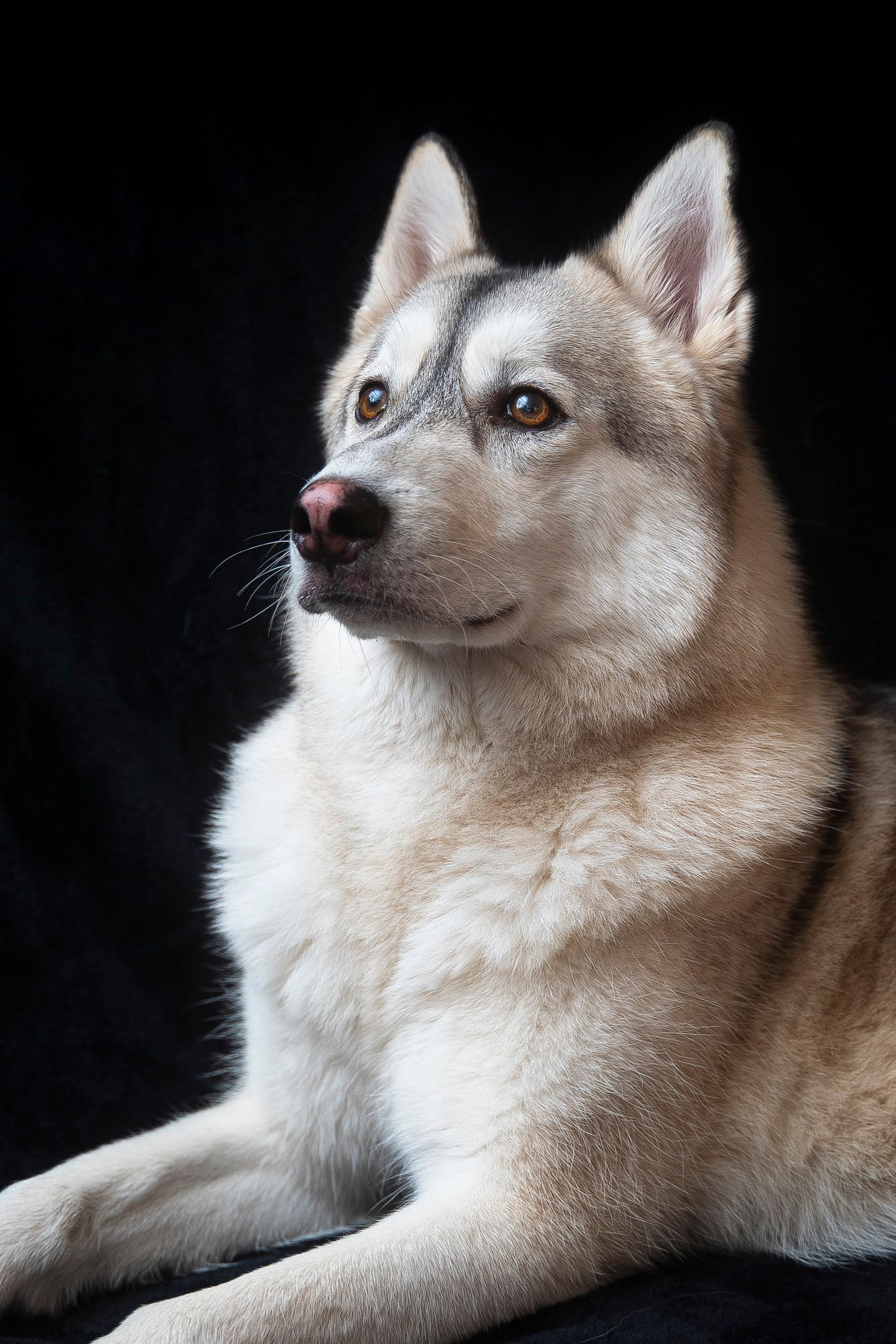 Studio photo of dog looking up in a studio with black background