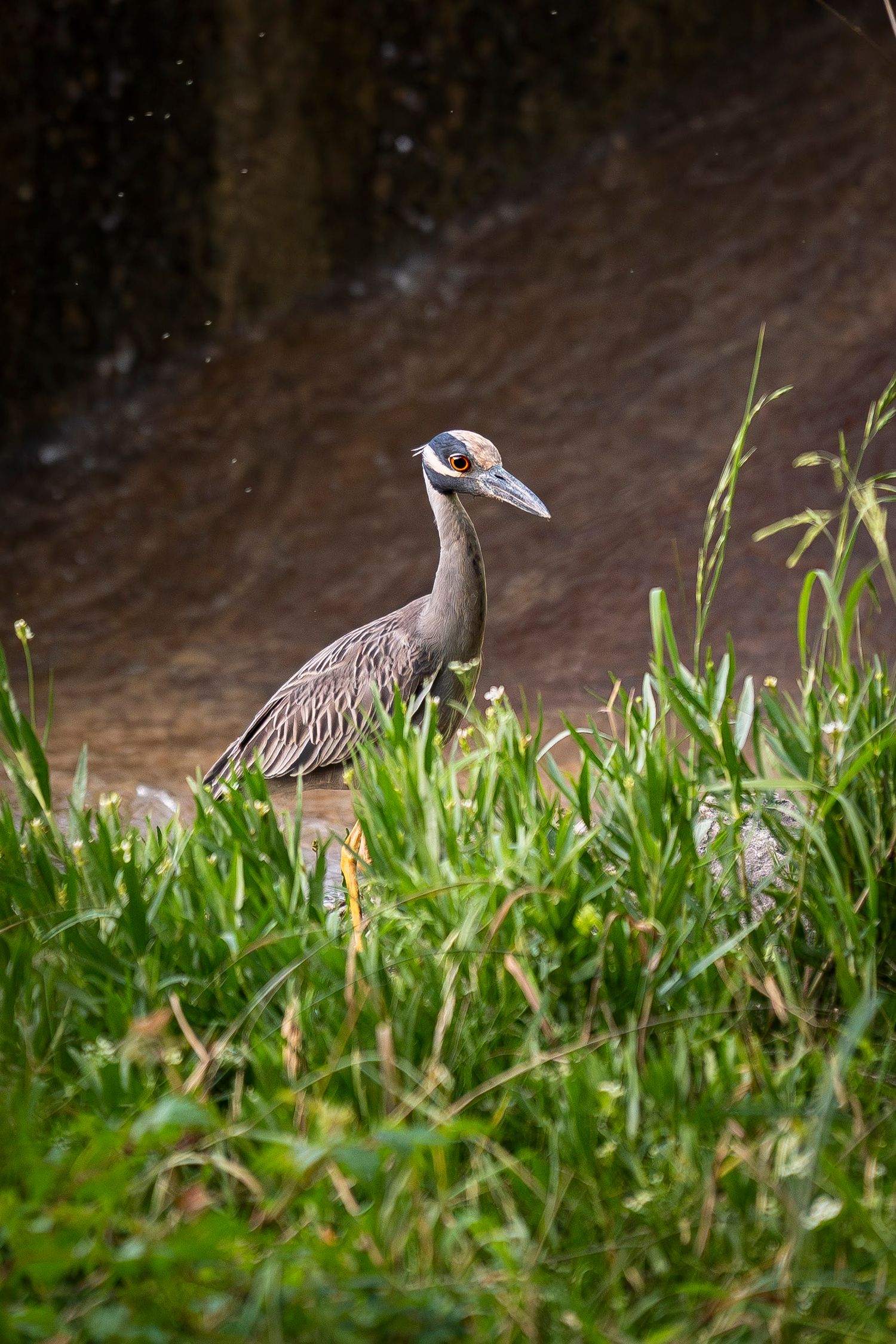 Bird walking through grass