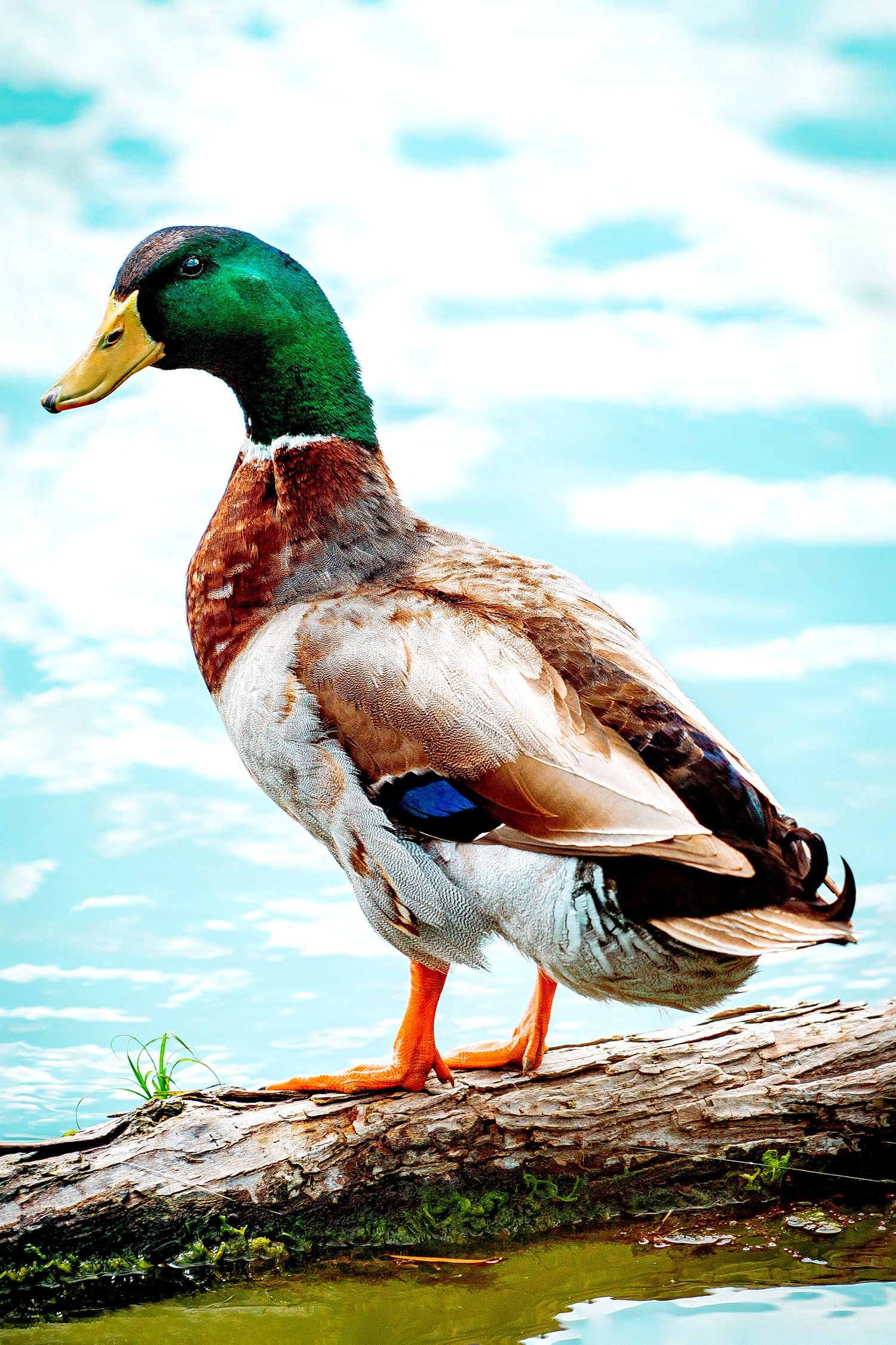 Duck standing on log