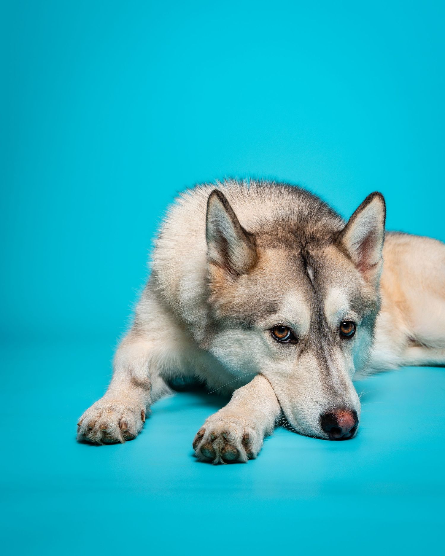 Dog laying down against blue backdrop