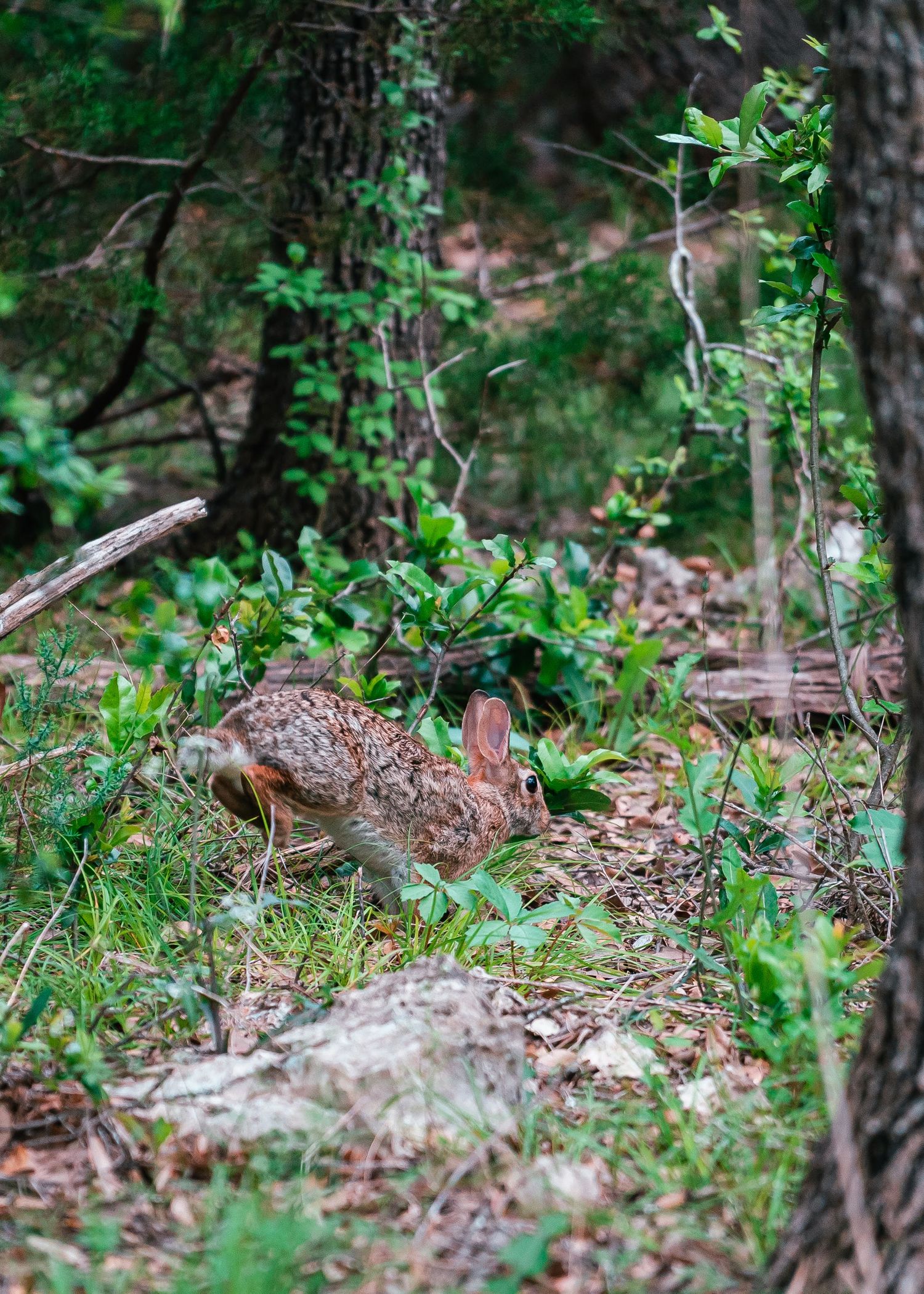 Bunny running