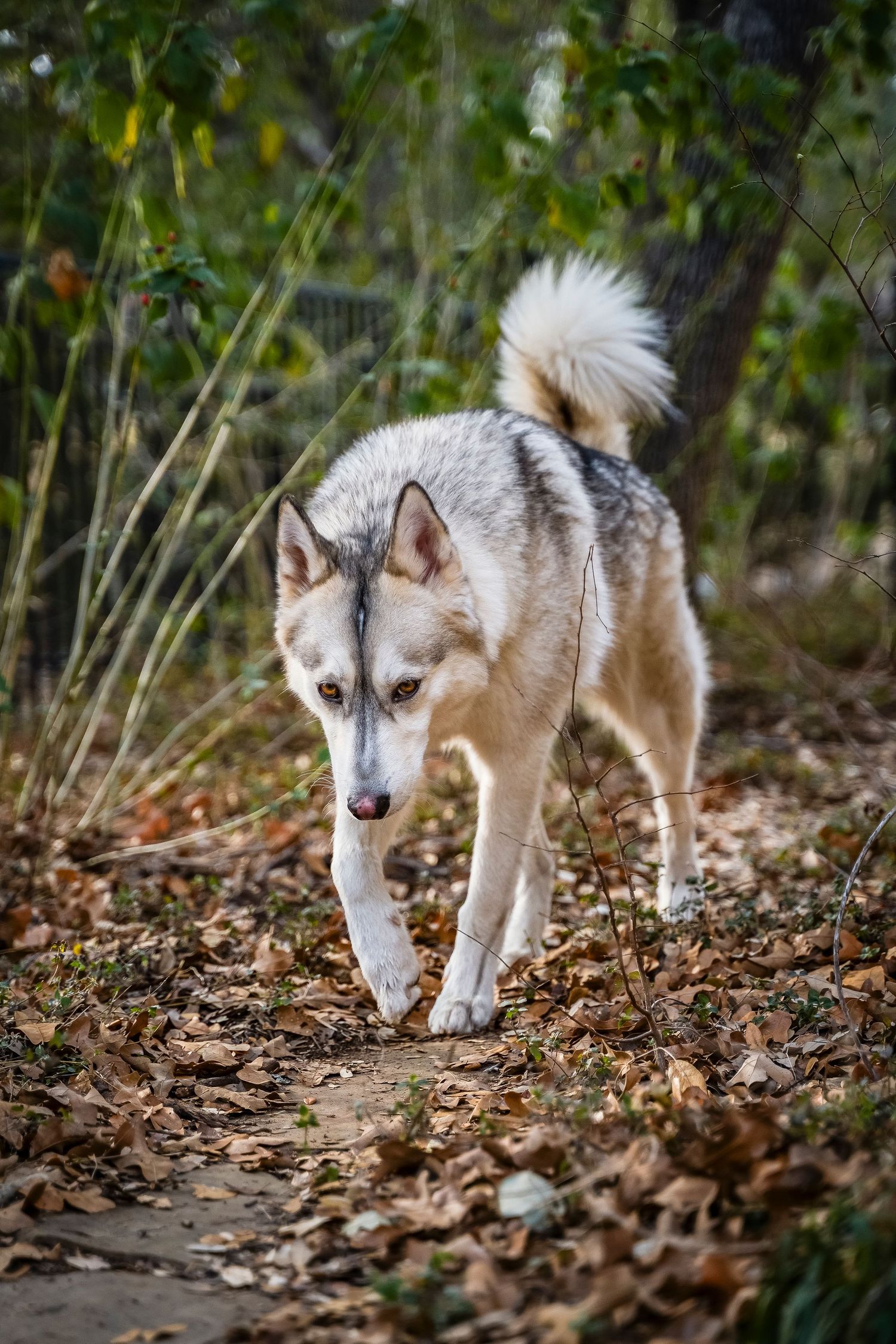 Dog walking and looking at camera
