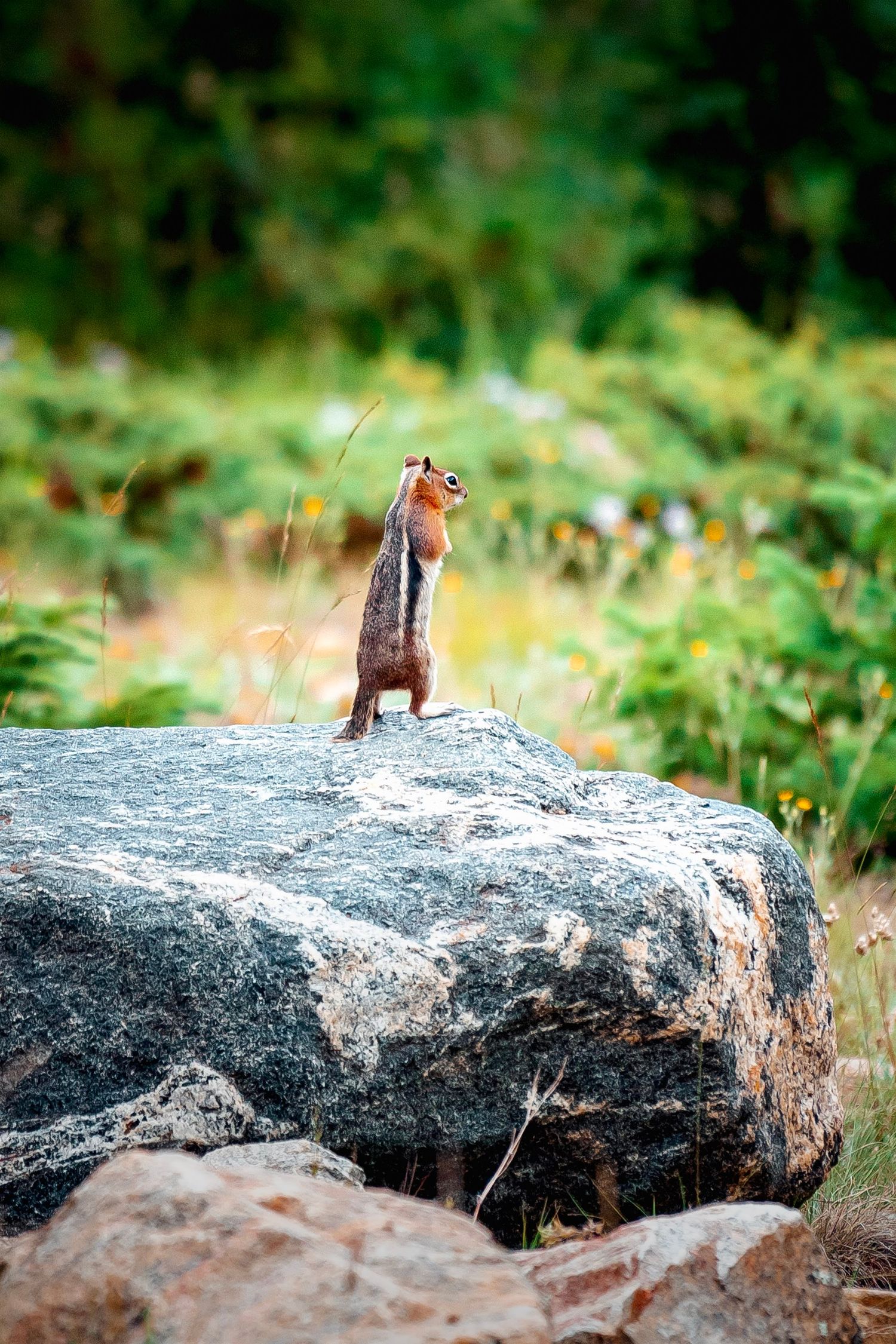 Squirrel standing