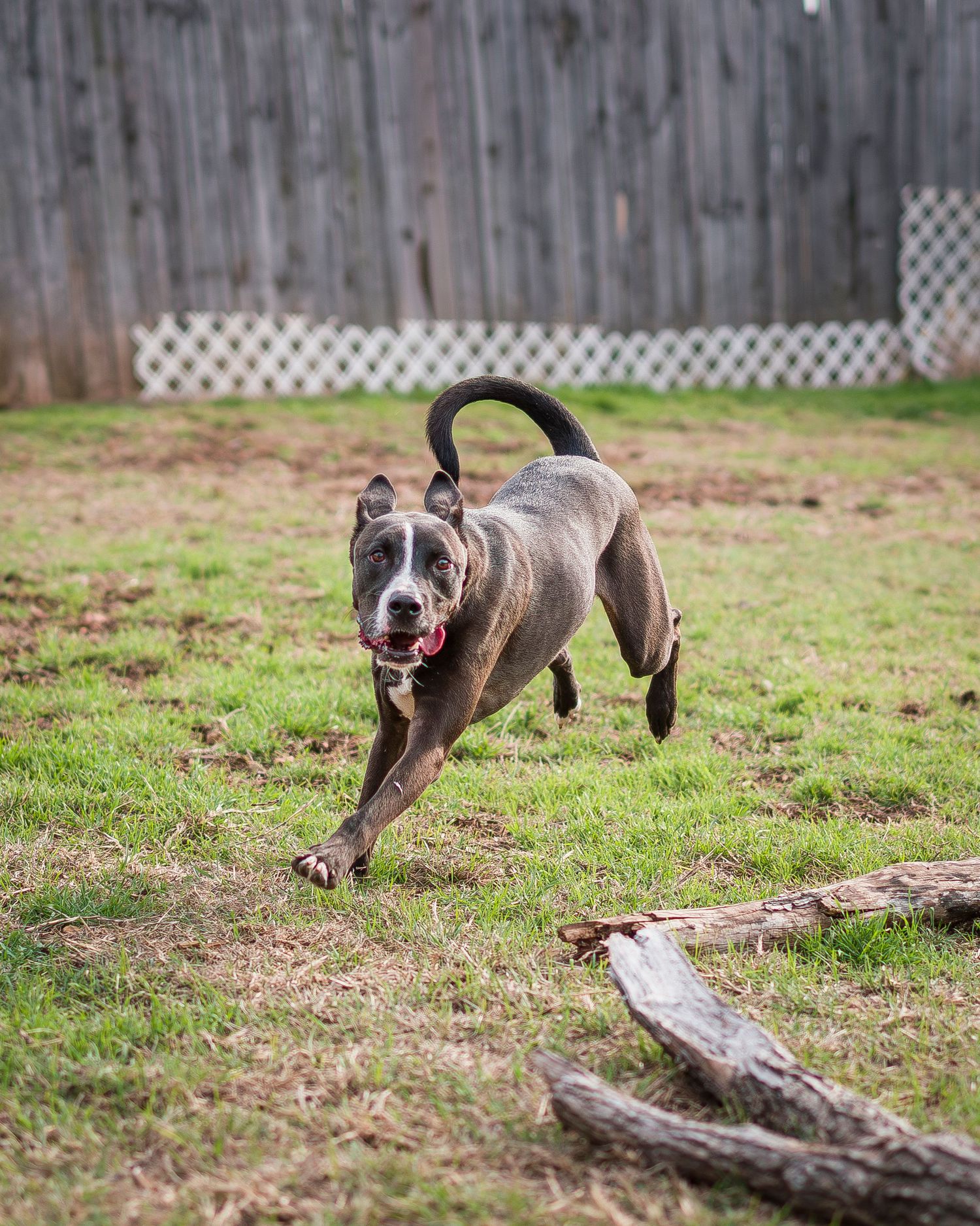 Dog running around a log