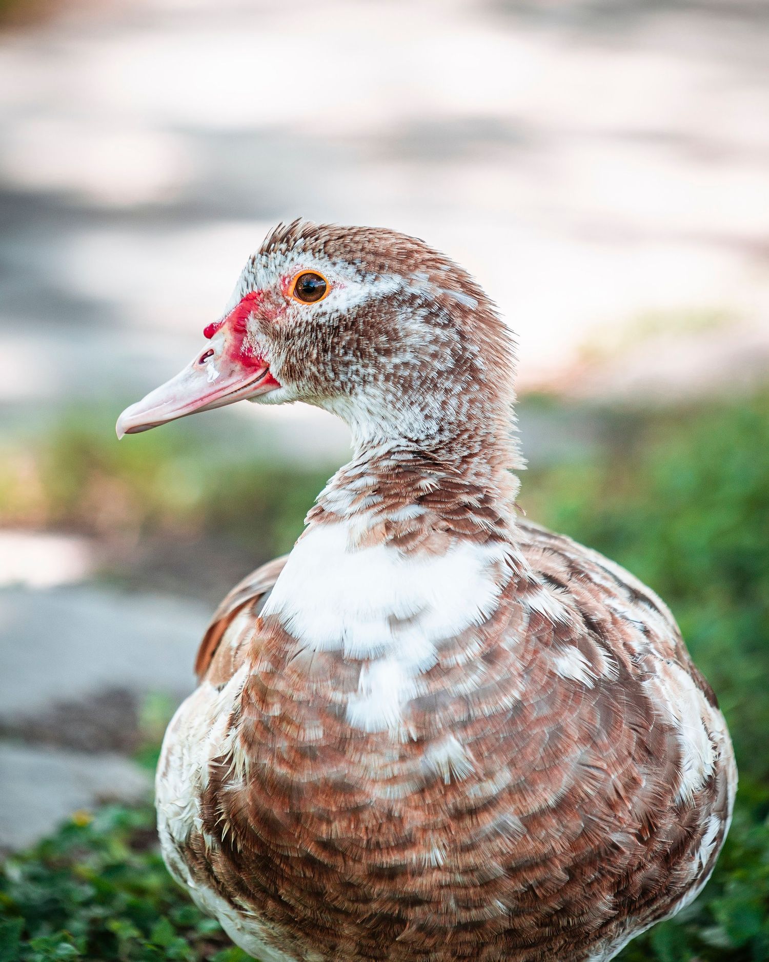 Portrait of duck