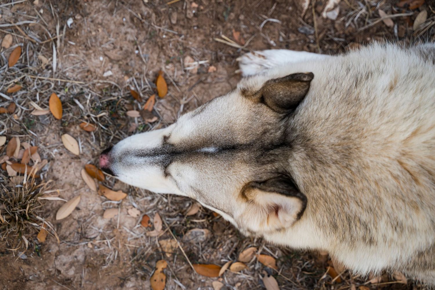 Top of dog's head