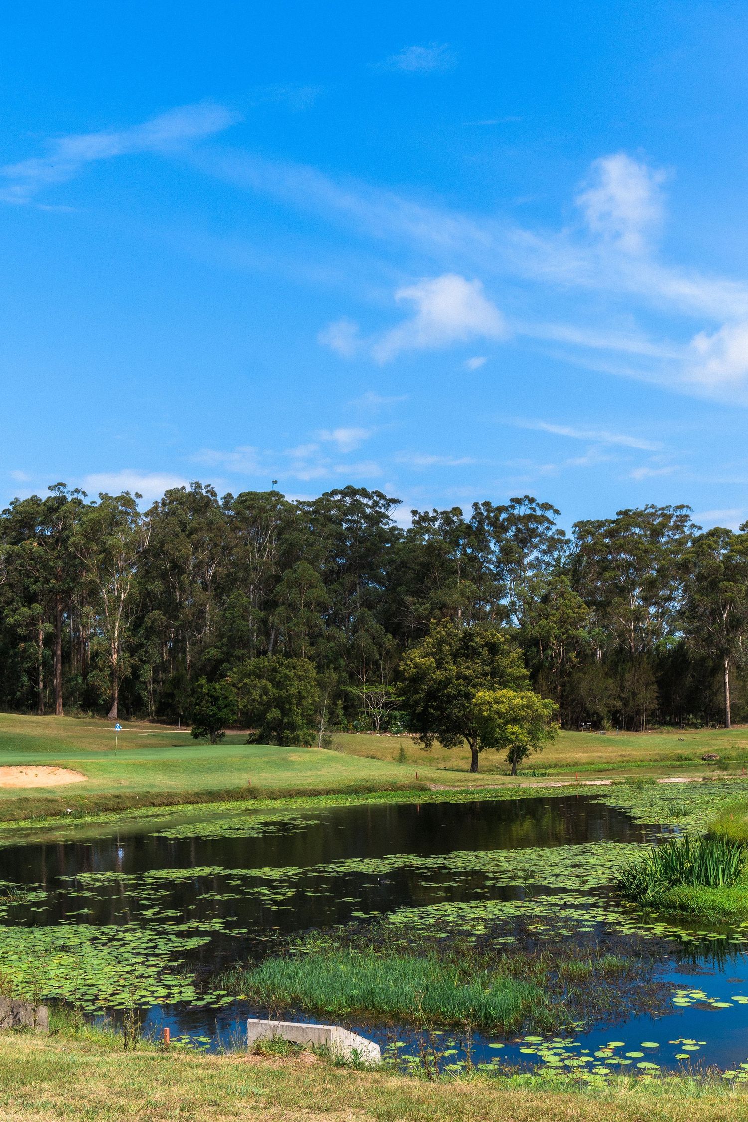 Scenic landscape of a golf course with lily pond and eucalyptus trees.