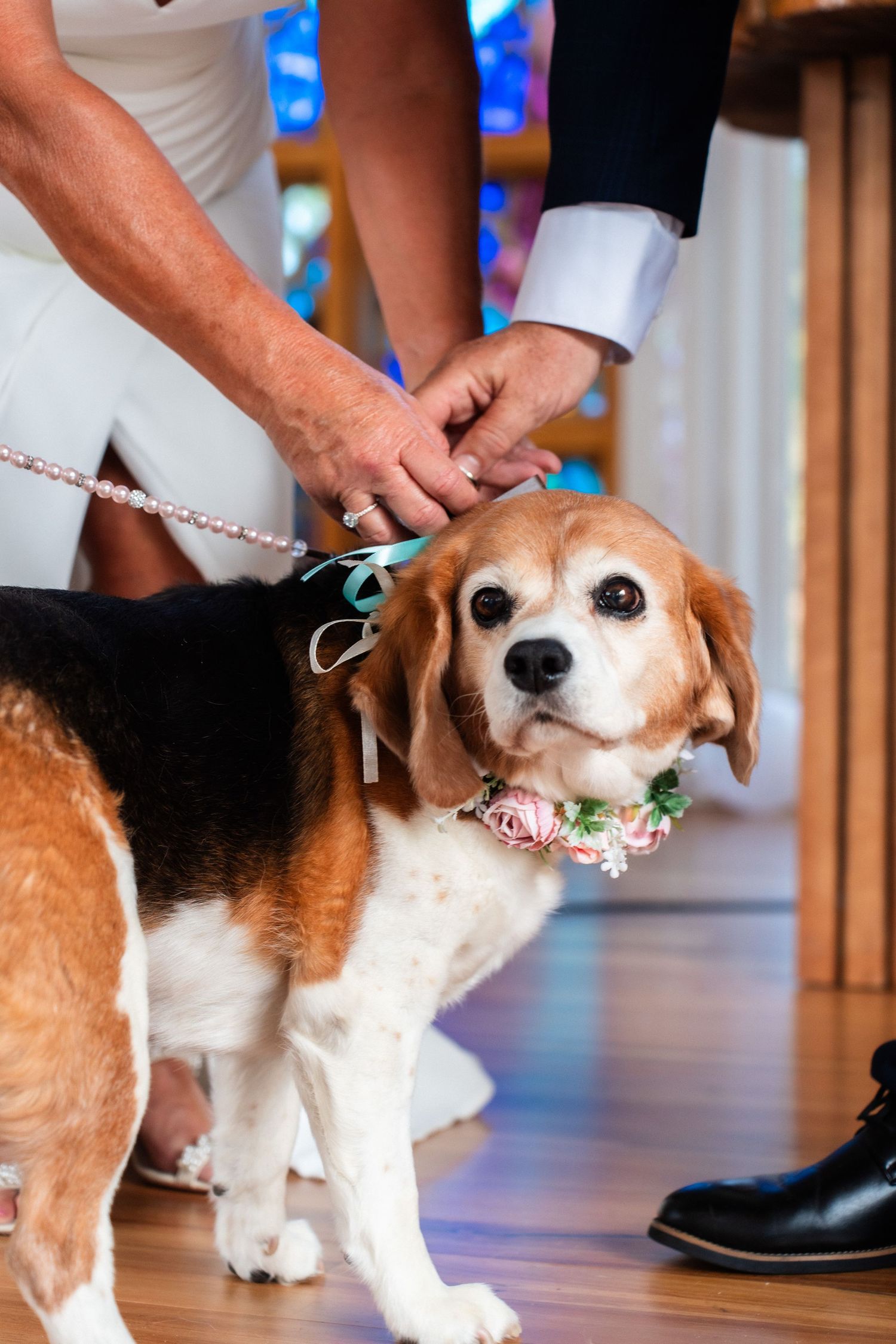 Beagle wearing floral collar stands with wedding couple during ceremony.