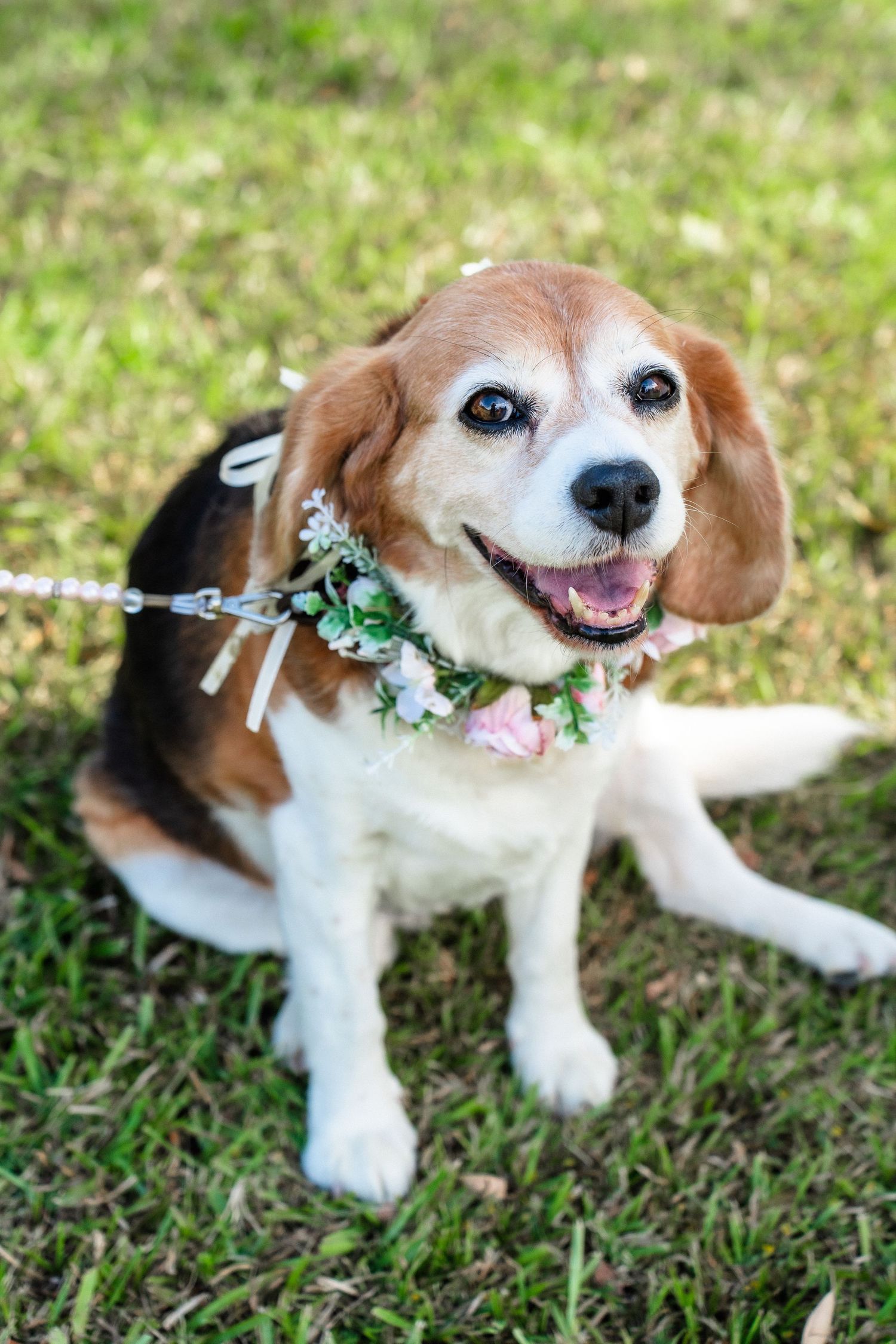 Beagle dog wearing floral collar and smiling on grass during wedding.