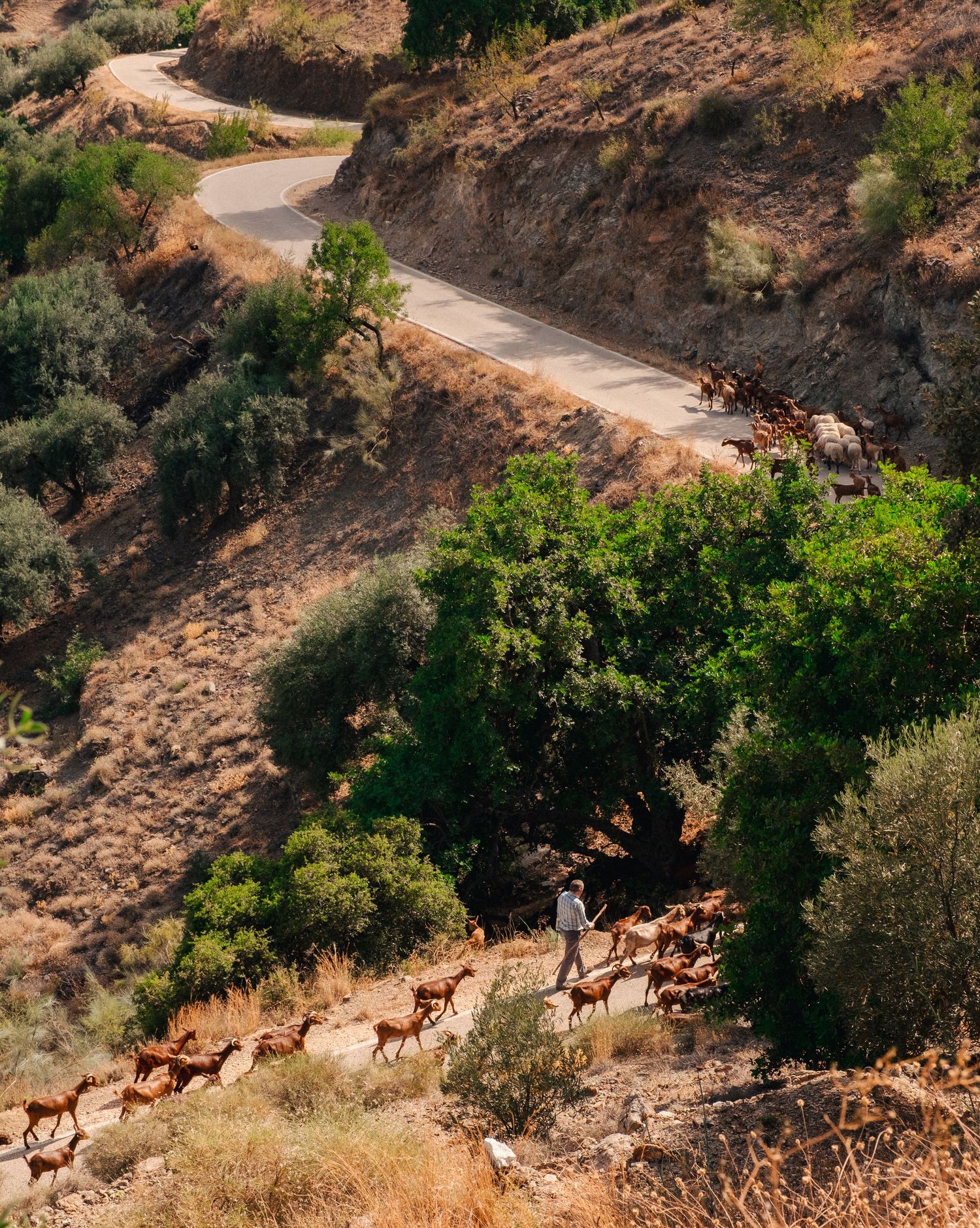 Spanish farmer leading his herd of goats and sheep across the mountains