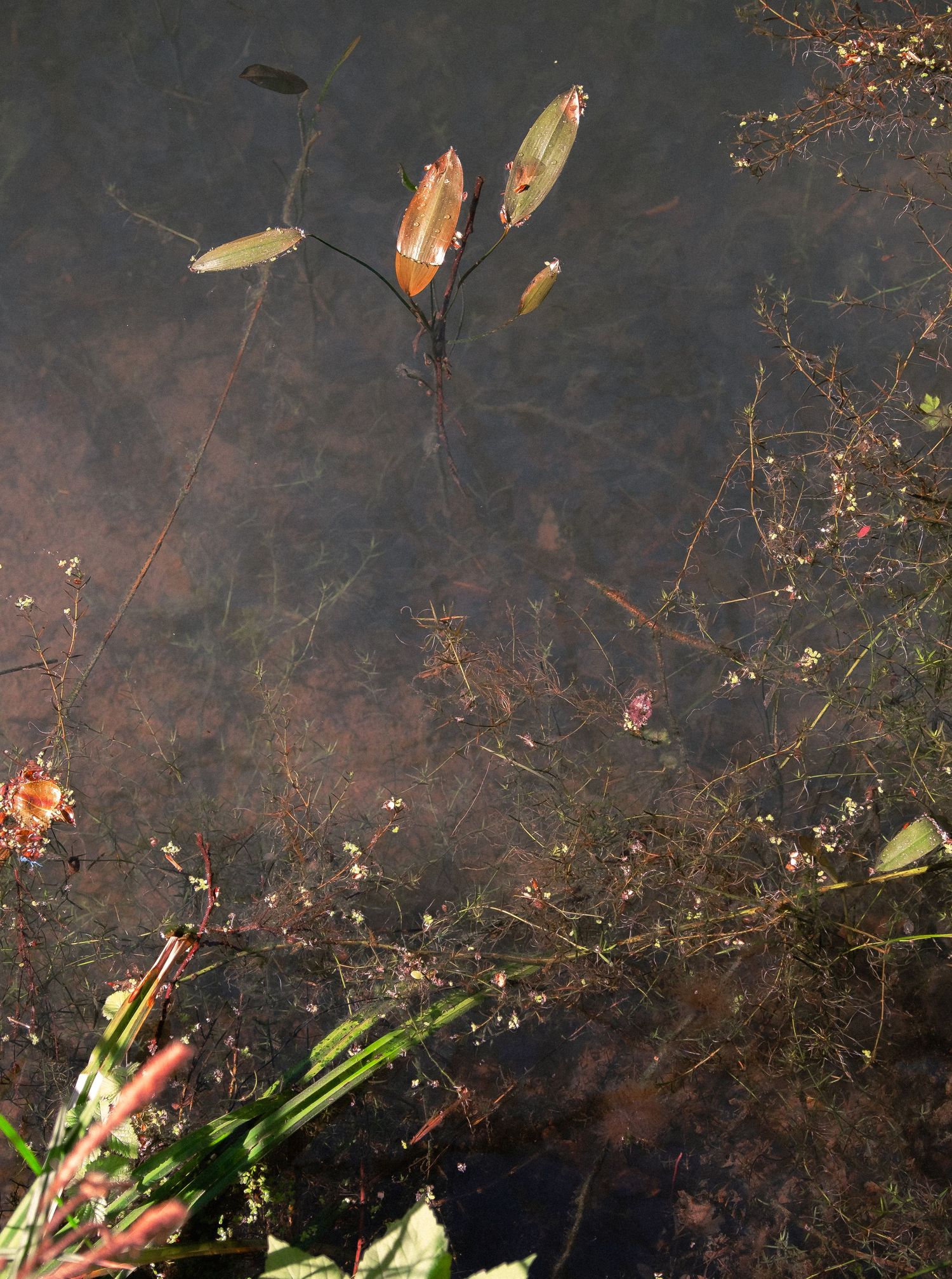 Autumn leaves floating on dark murky pond water with aquatic plants and twigs visible beneath the surface.