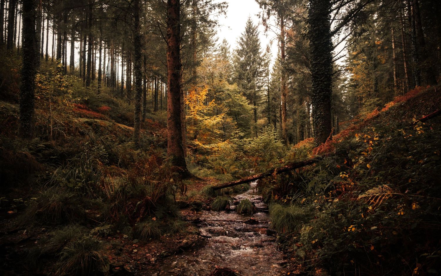 Autumn forest path winding through tall pine trees with golden sunlight filtering through the branches.