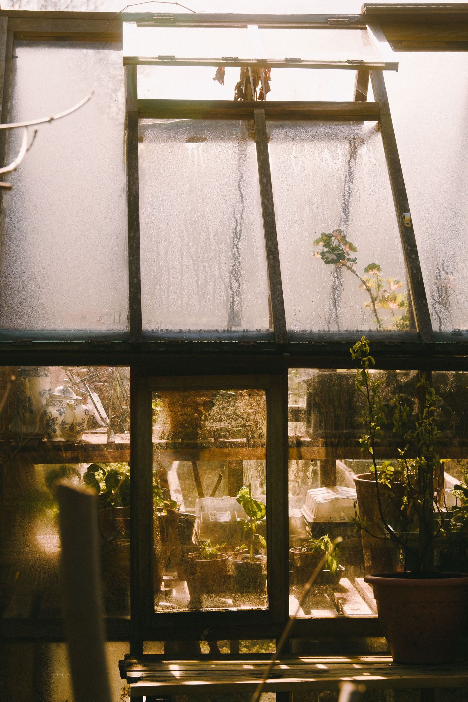 Sunlit greenhouse interior with shadows casting geometric patterns through window panes.