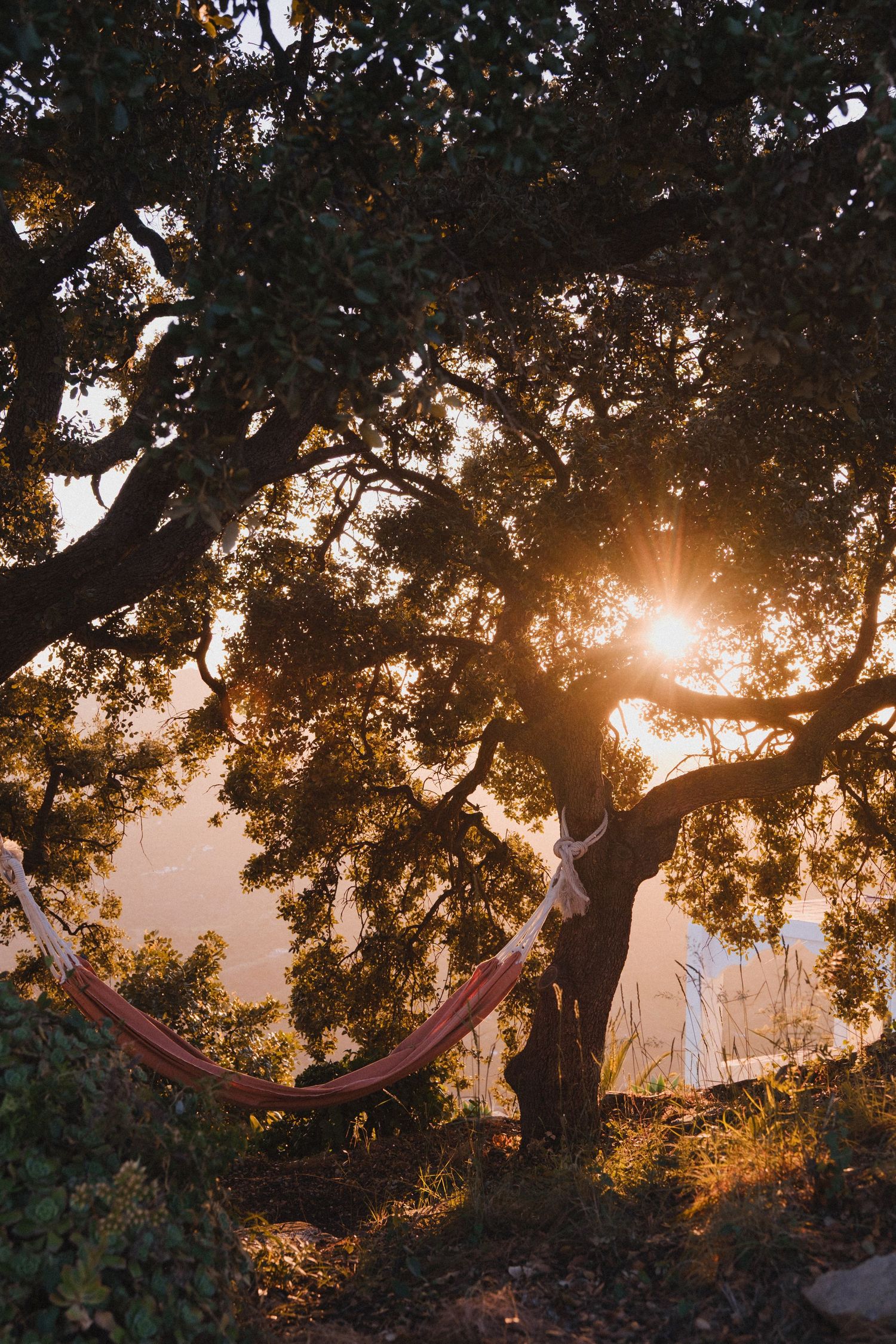 Hammock hanging between trees at golden sunset, sun rays filtering through lush green foliage in a serene outdoor setting.