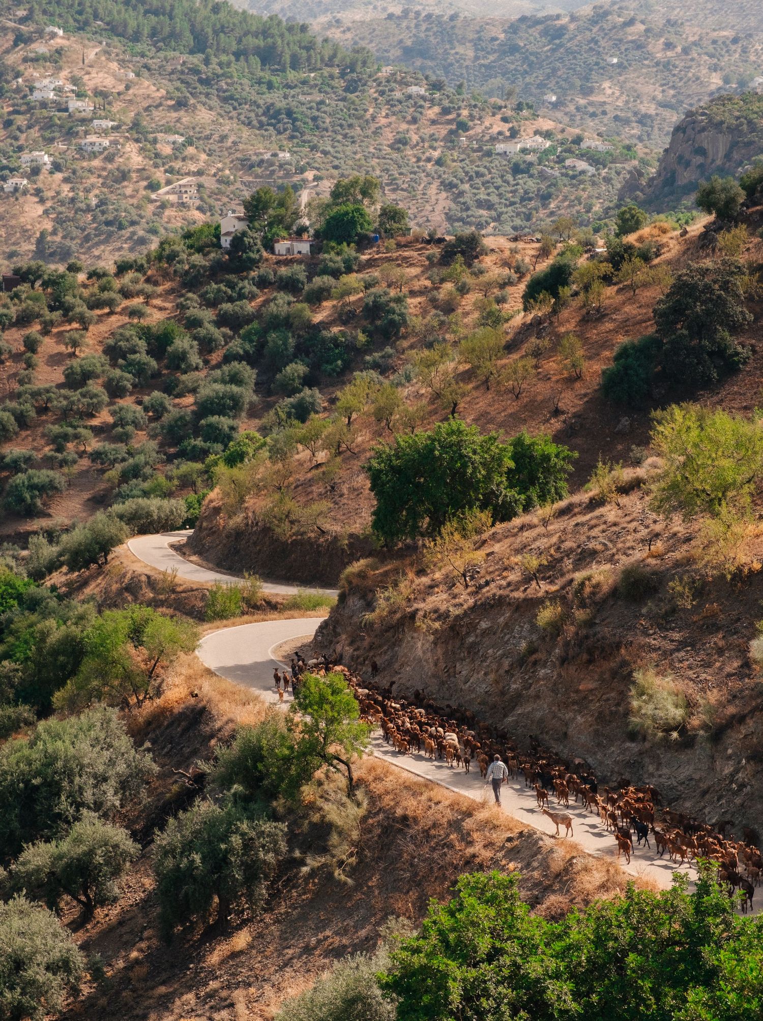 Winding mountain road cutting through arid Mediterranean landscape with scattered vegetation.