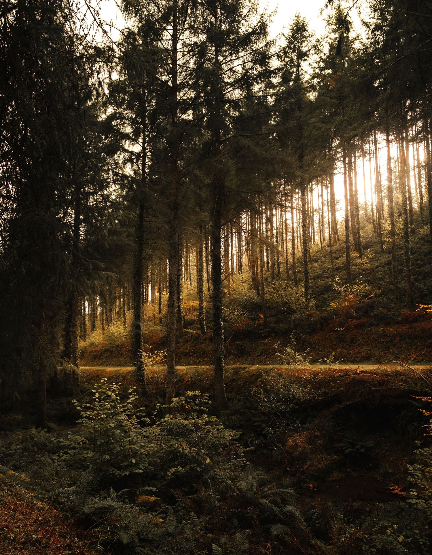 Sunlit forest path through tall pine trees at golden hour.
