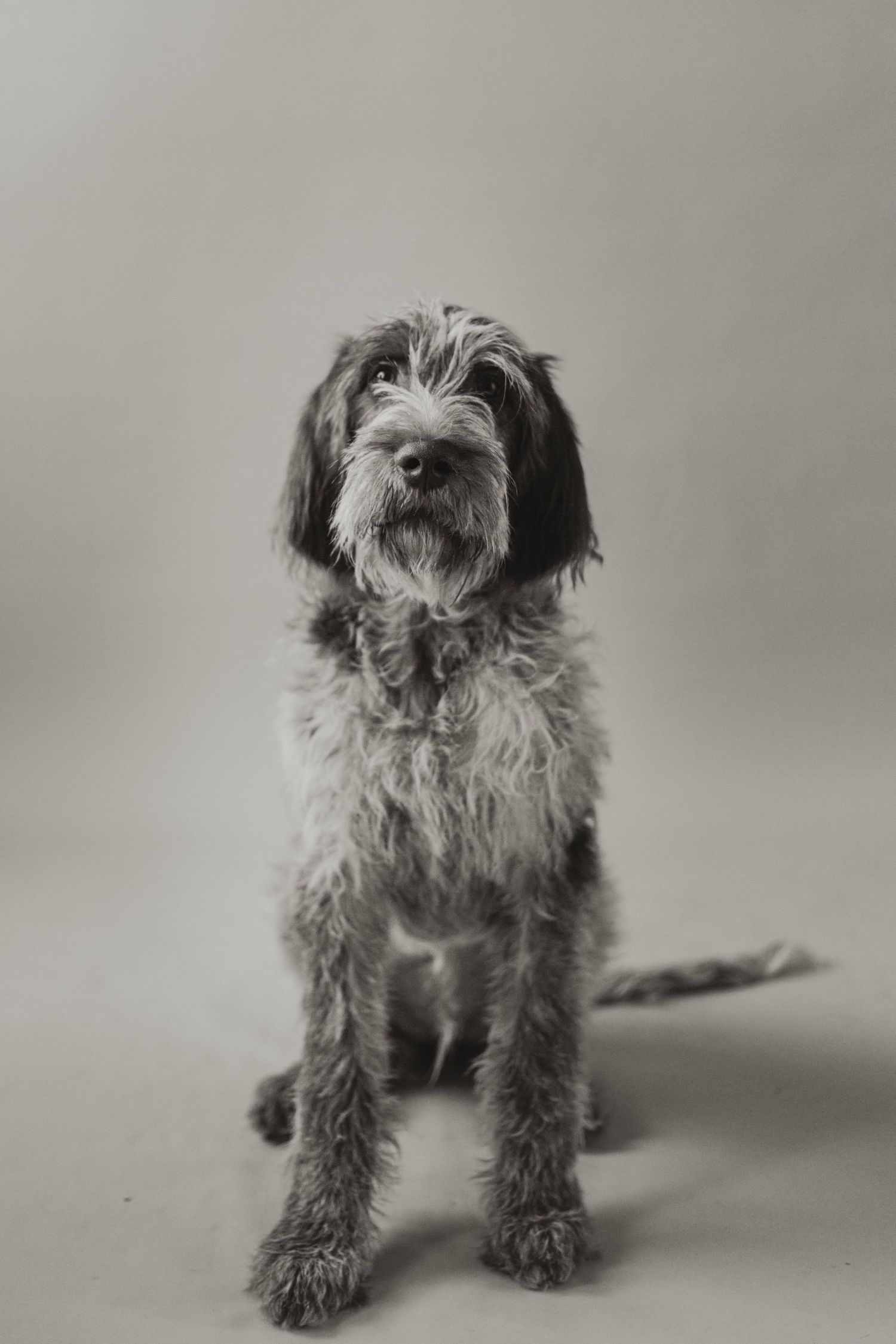 Scruffy dog in front of plain backdrop southeast minnesota