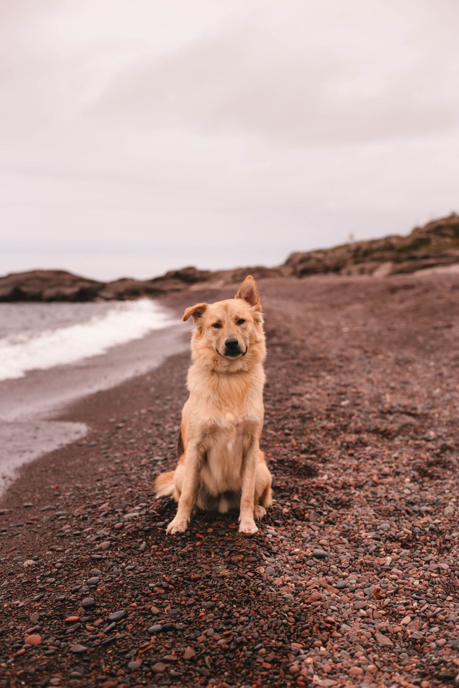 Dog on pebble beach Minnesota