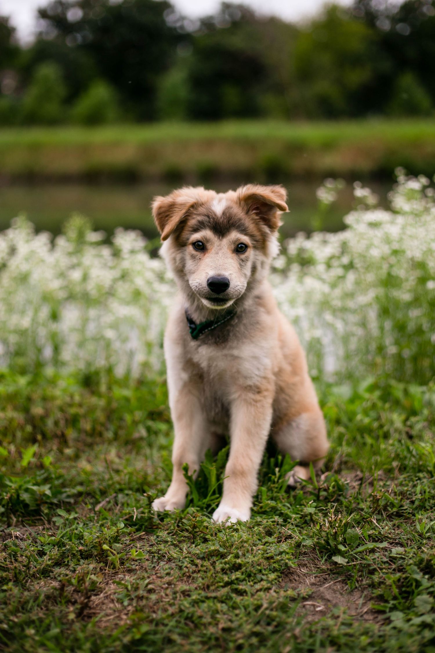 Dog in front of lake with flowers southeast minnesota