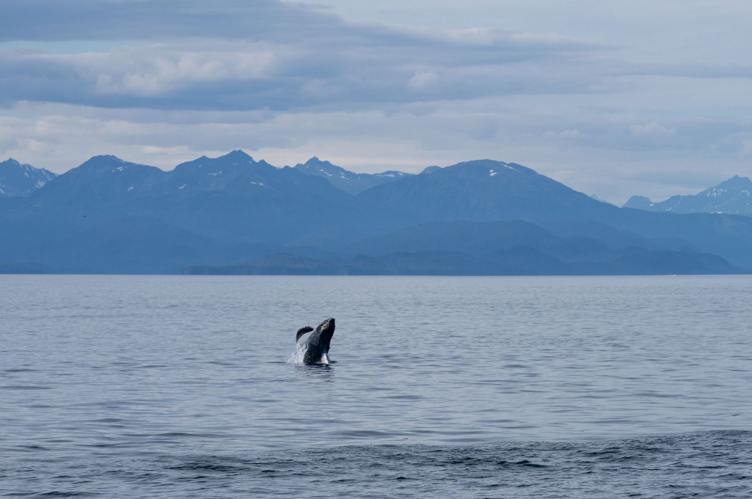 Humpback whale breaching out of calm ocean water with misty mountains in the background.
