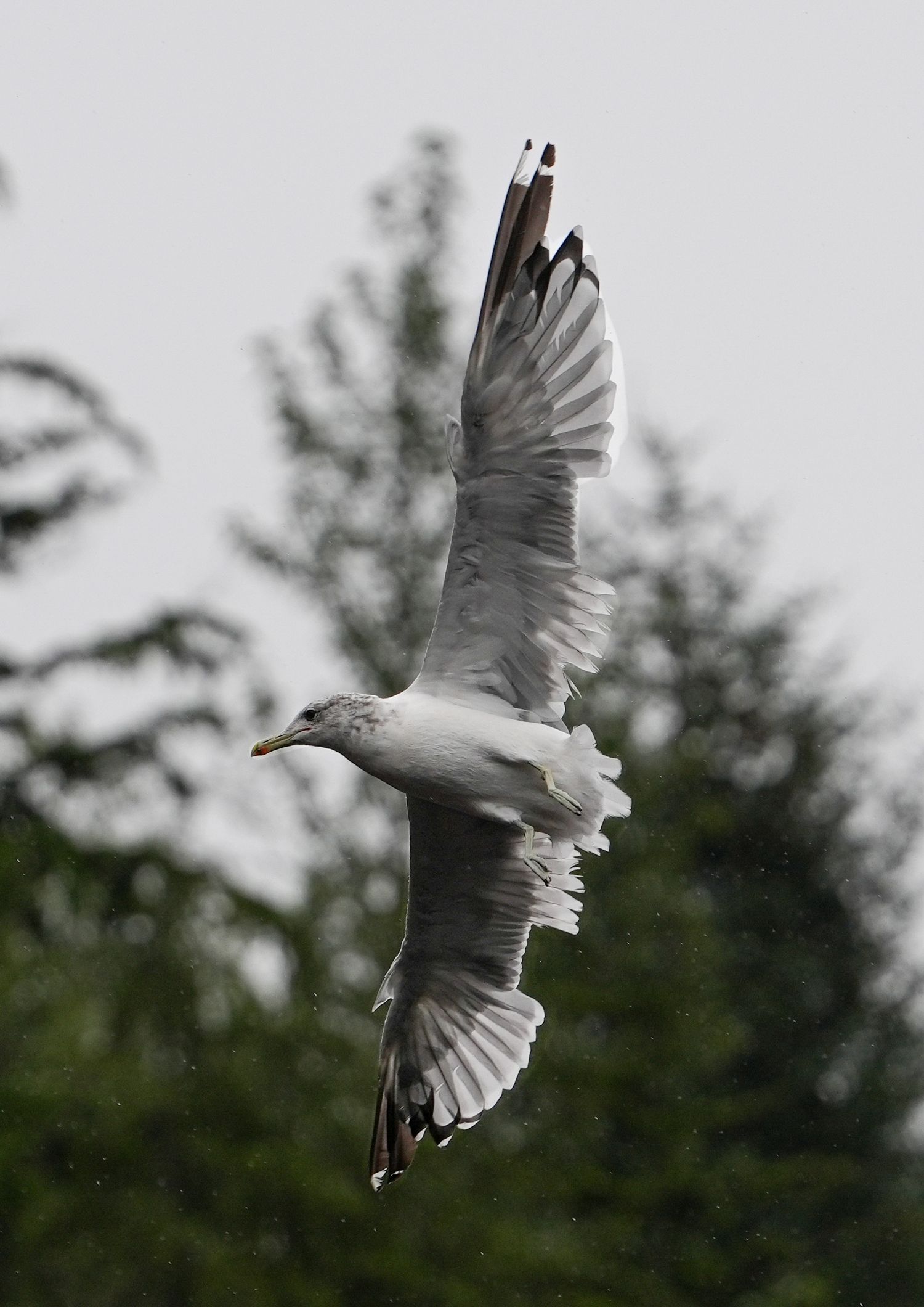 Seagull in flight photographed over water in natural light
