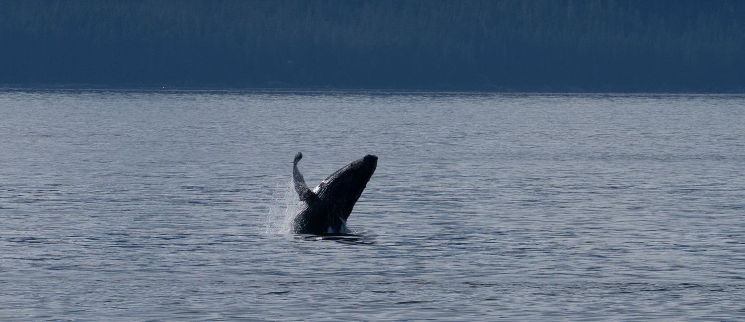 Humpback whale breaching out of calm ocean water with misty mountains in the background.