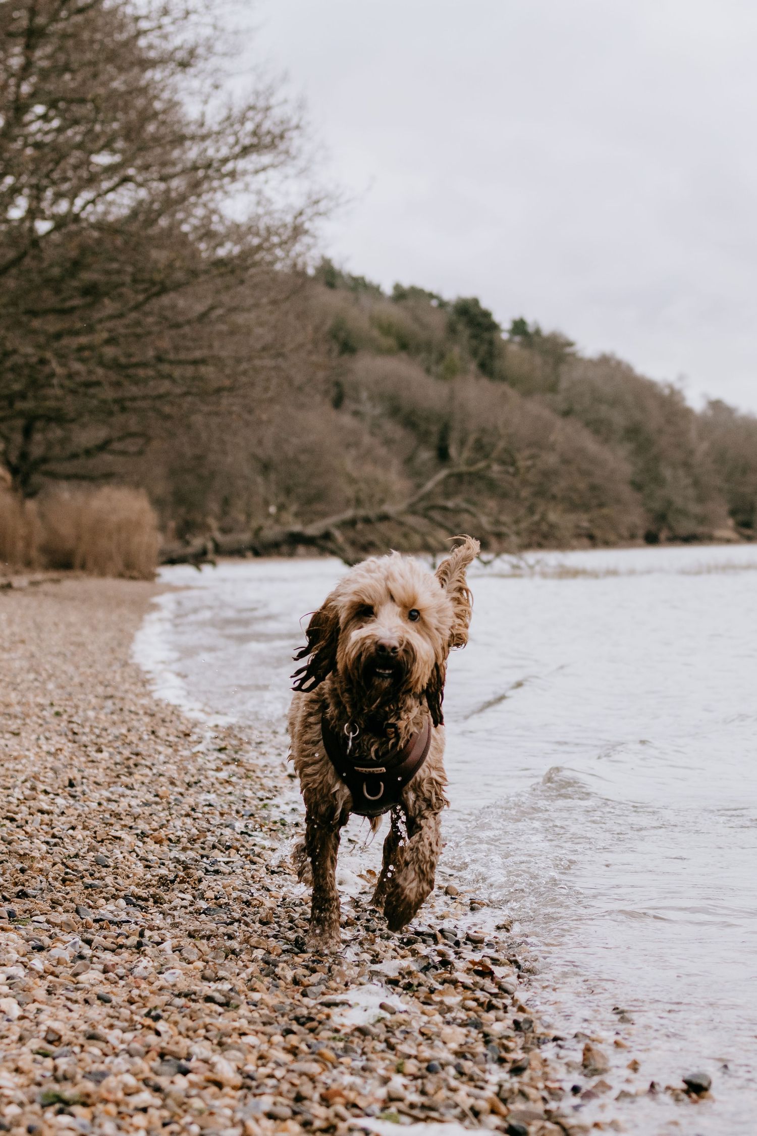 A wet brown dog walks along a rocky beach shoreline on a cloudy day, captured in a series of sequential photos.
