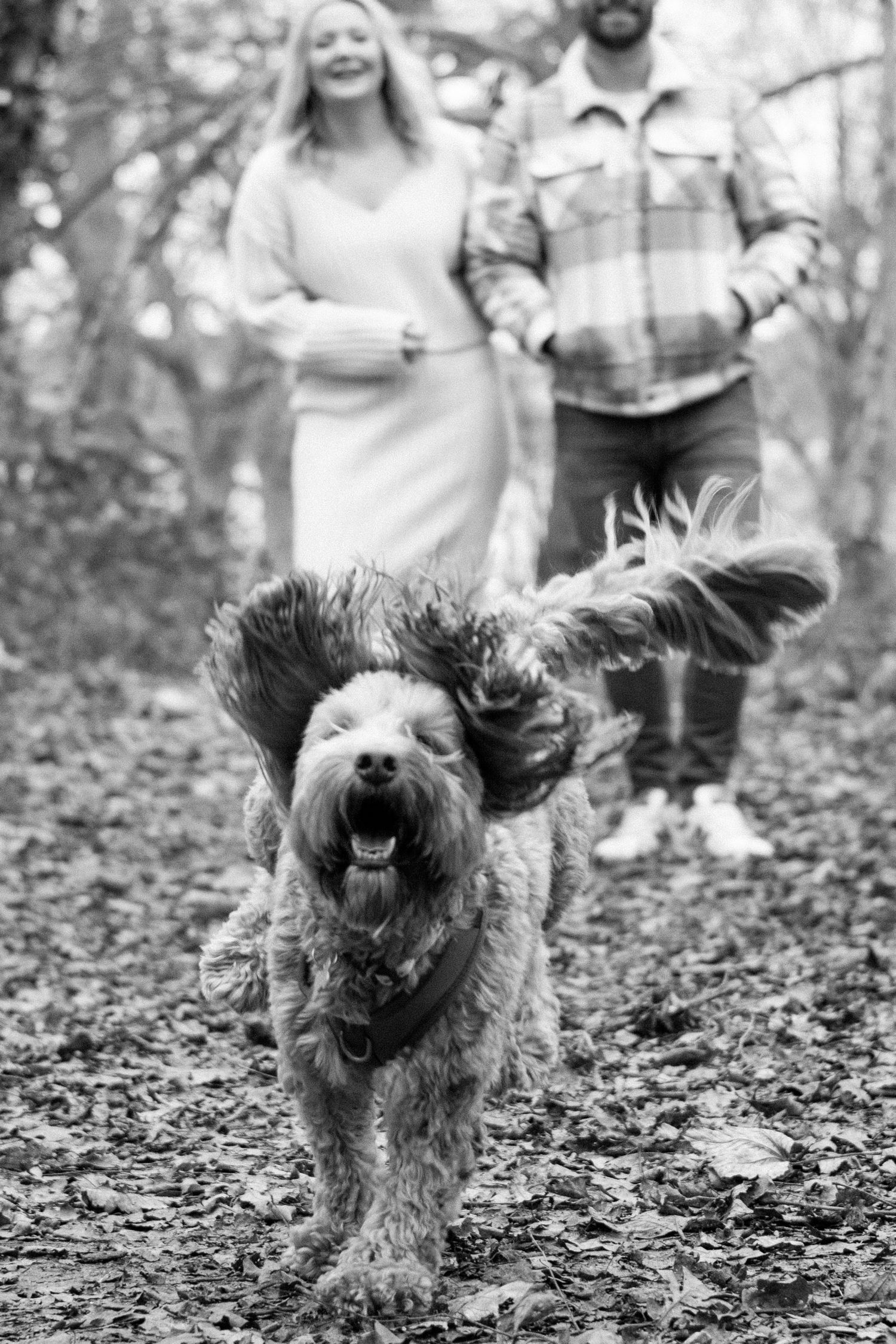 A happy shaggy dog runs on a forest path while a couple follows behind in black and white.