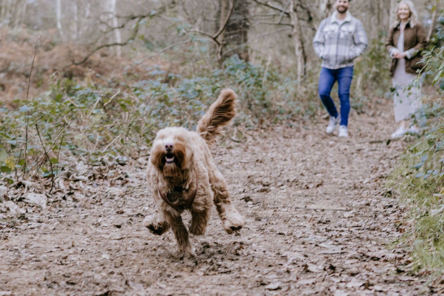 A brown goldendoodle dog runs and plays on a dirt trail in a natural wooded setting.