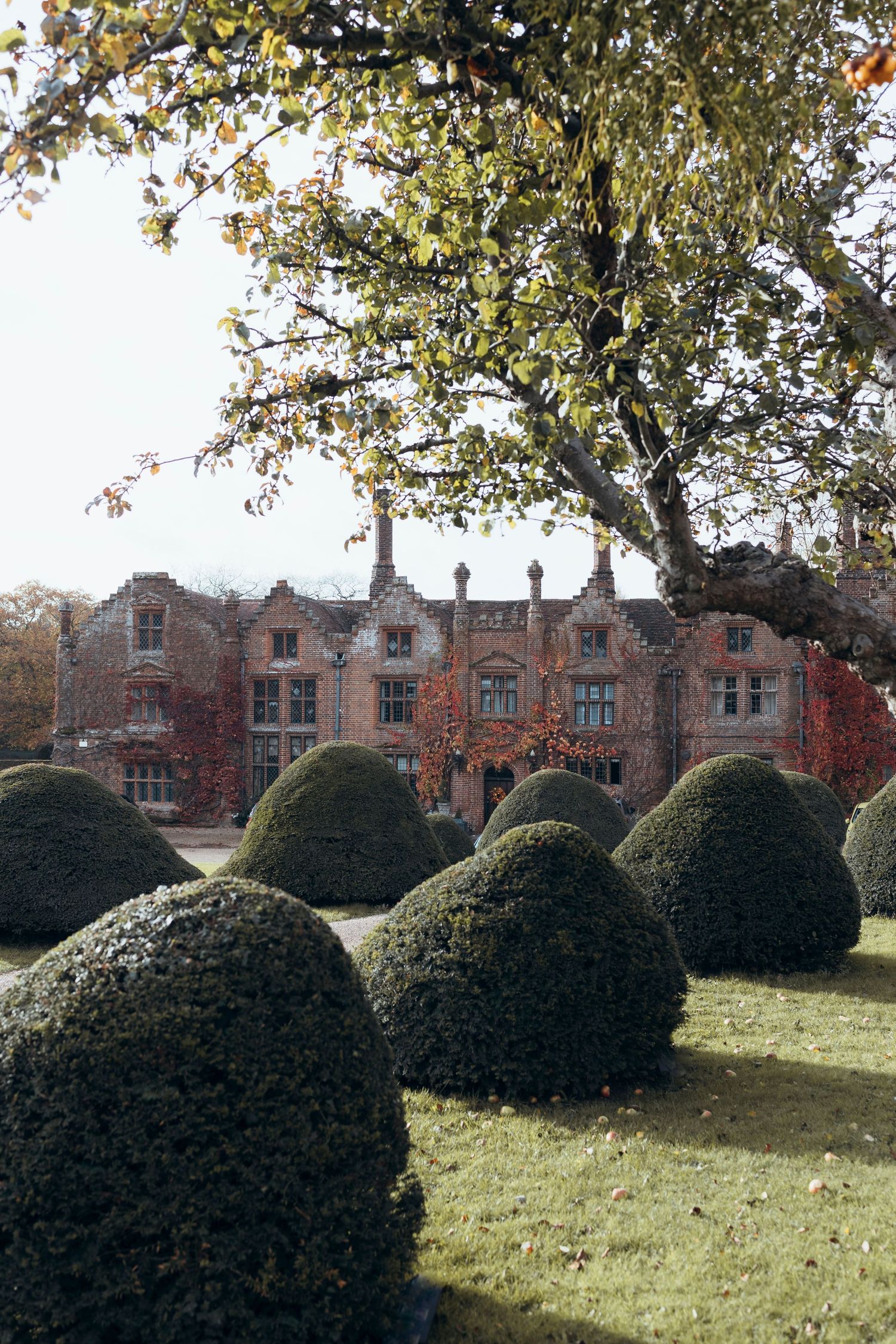 A row of five images showing rounded topiary bushes on a lawn with a brick building in the background.