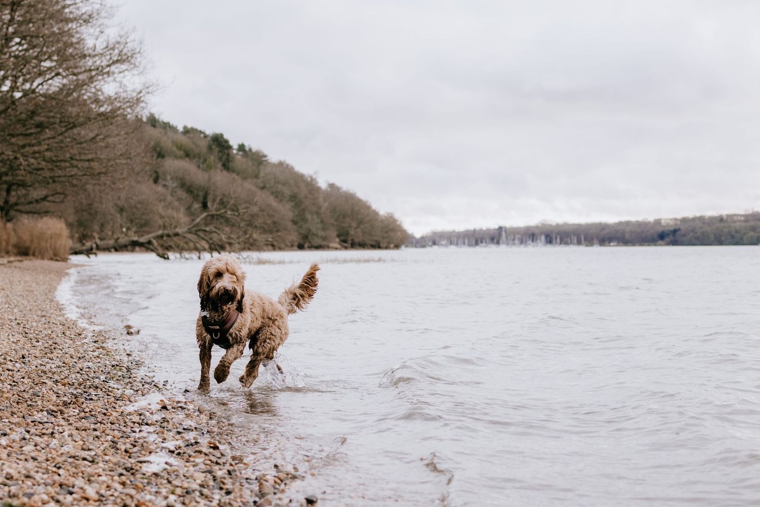 Two dogs playing and splashing together at the edge of a lake on a cloudy day.
