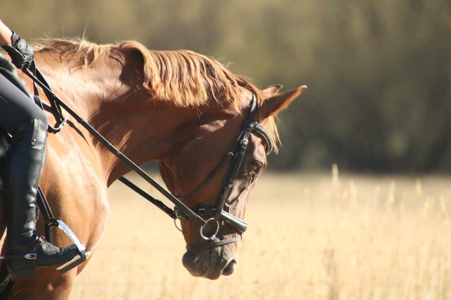Horses gallop through a sunlit field during training or competition.