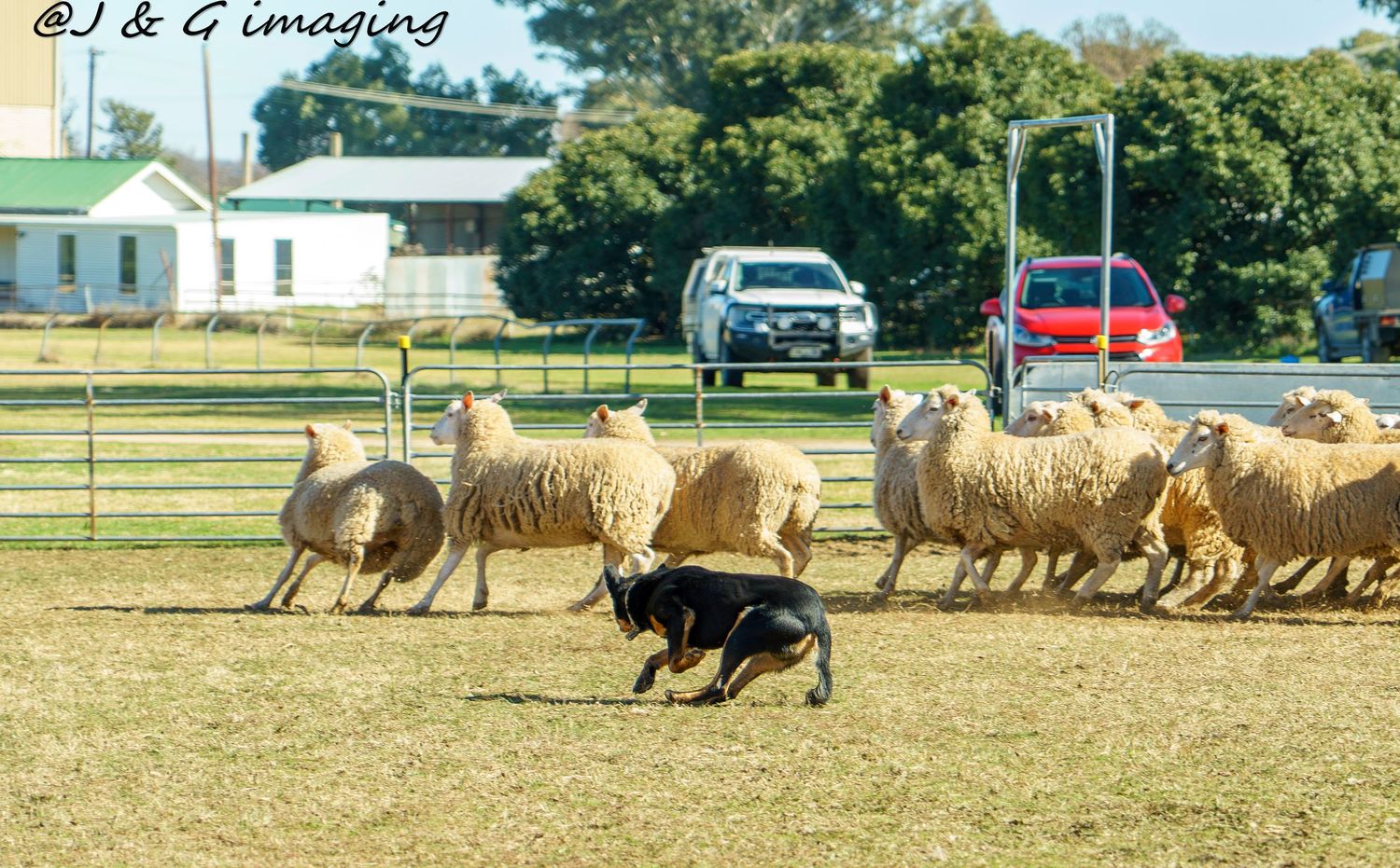 Working dog herding a flock of sheep in a rural paddock with cars in background.