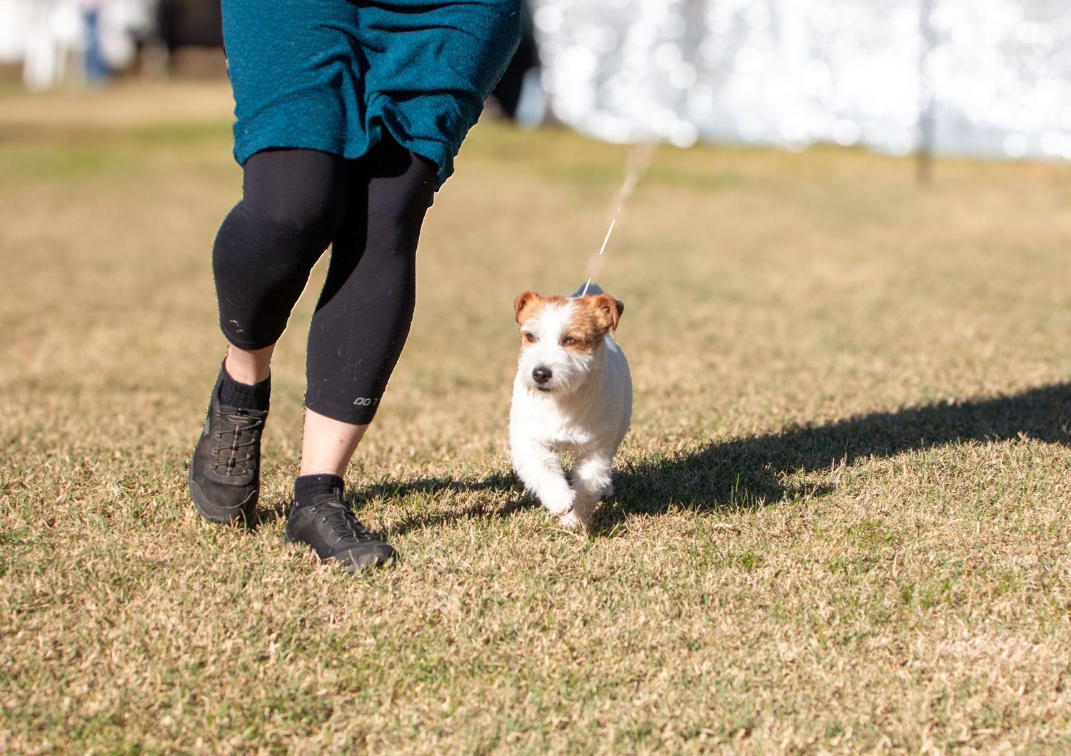 Jack Russell terrier on leash walking with handler at outdoor event.