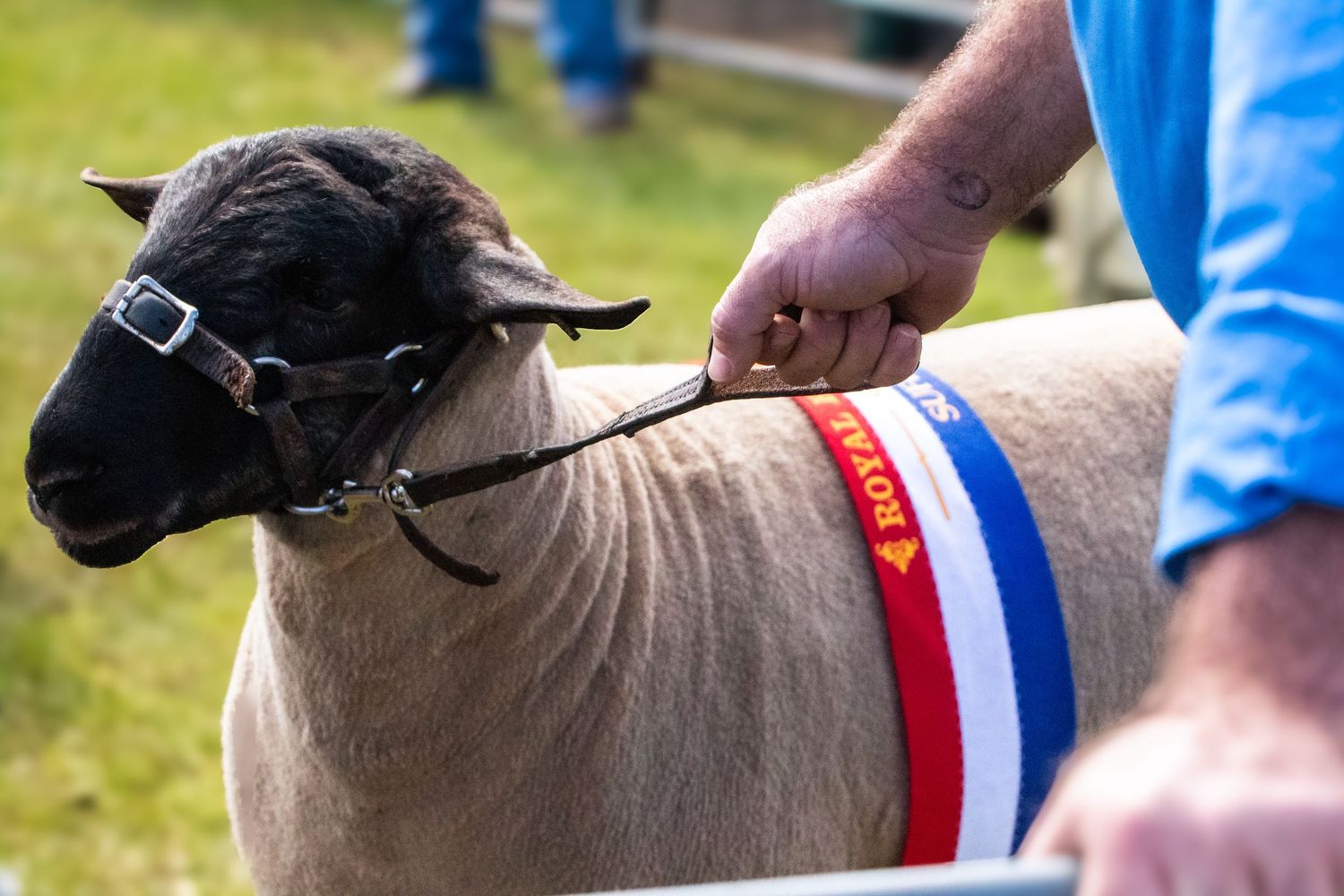 Black sheep wearing a champion ribbon at an agricultural show or competition.
