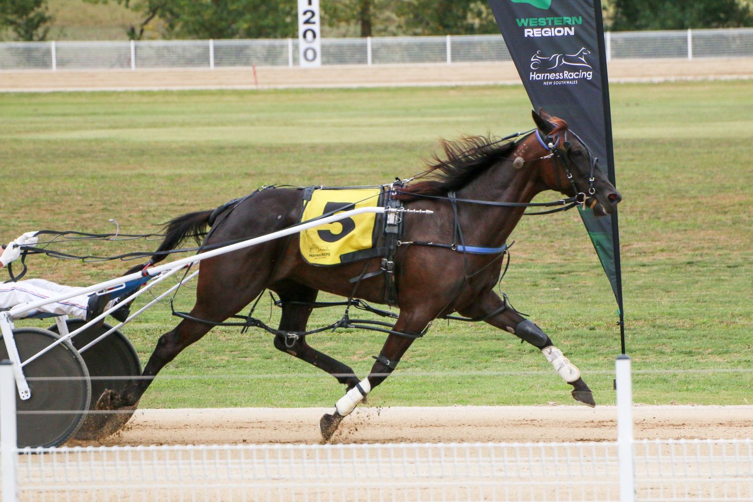 Horses racing around a track during a competitive harness racing event.